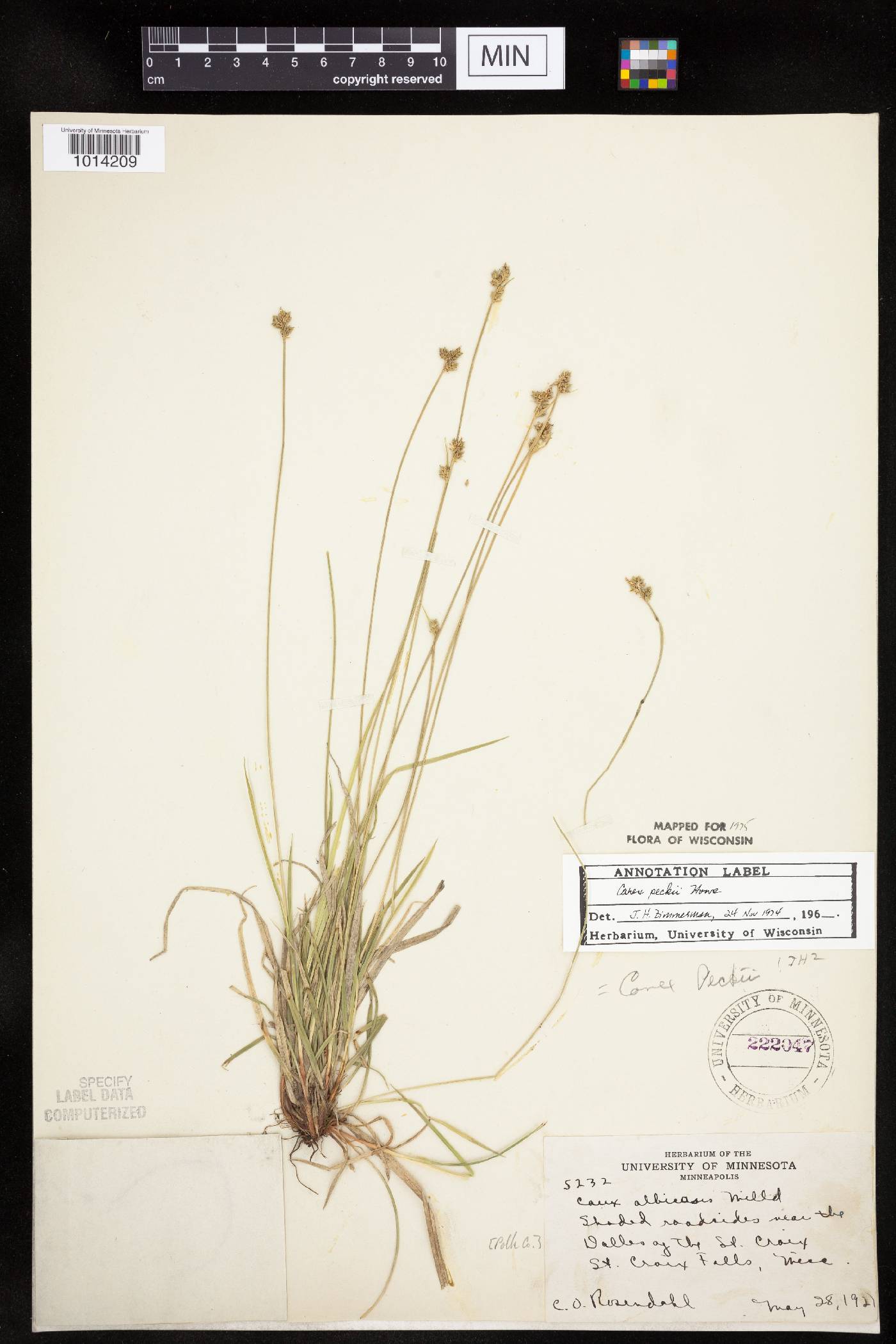 Carex peckii image