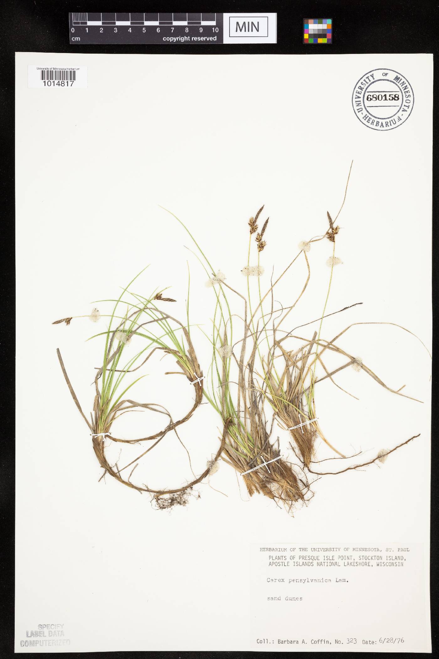 Carex pensylvanica image