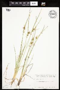 Image of Carex viridula