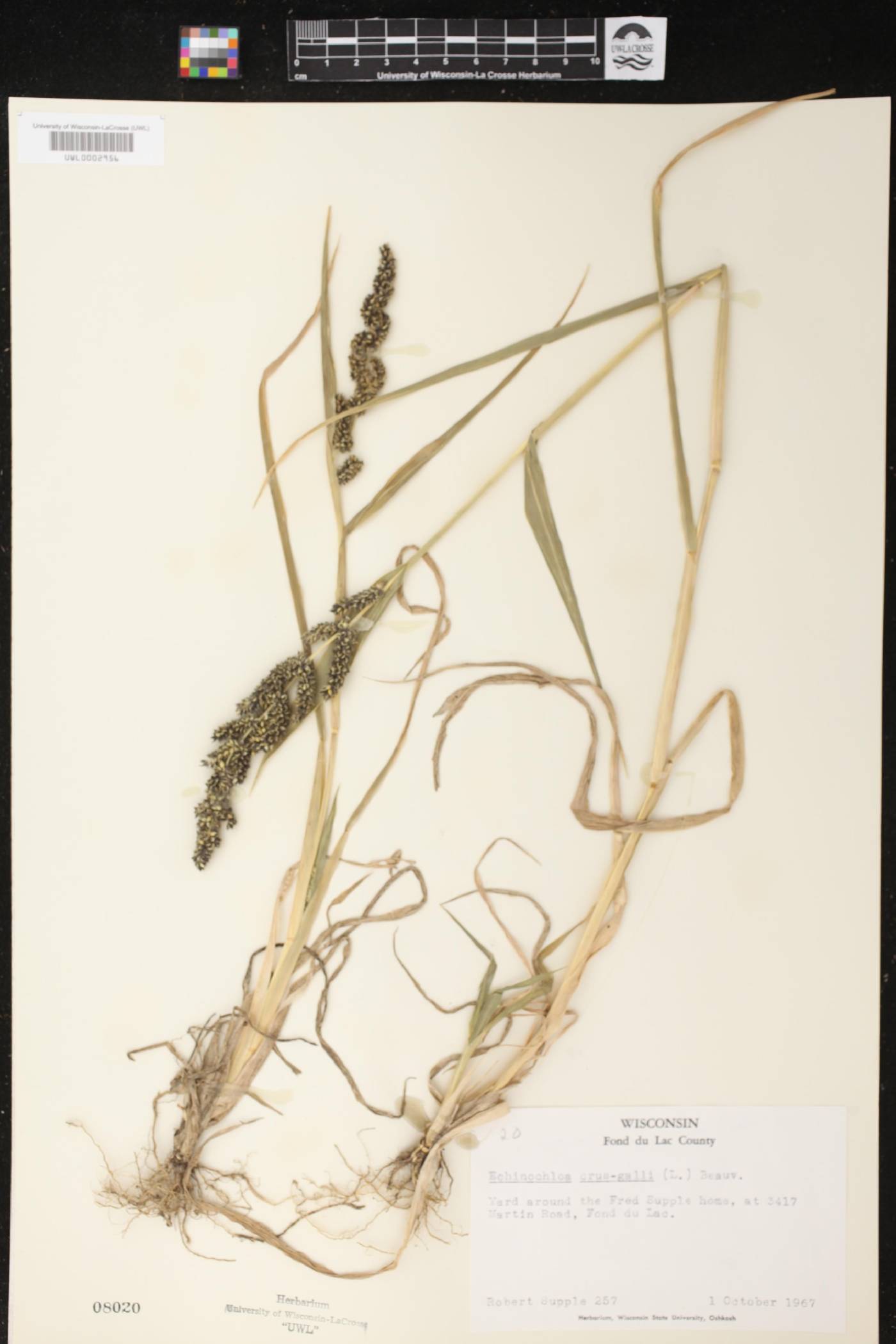 Echinochloa crus-galli image