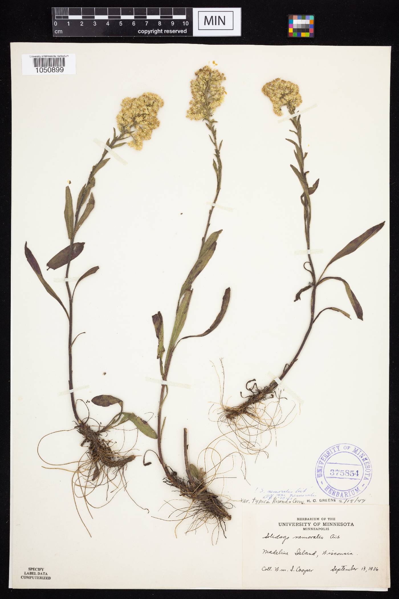 Solidago nemoralis subsp. nemoralis image