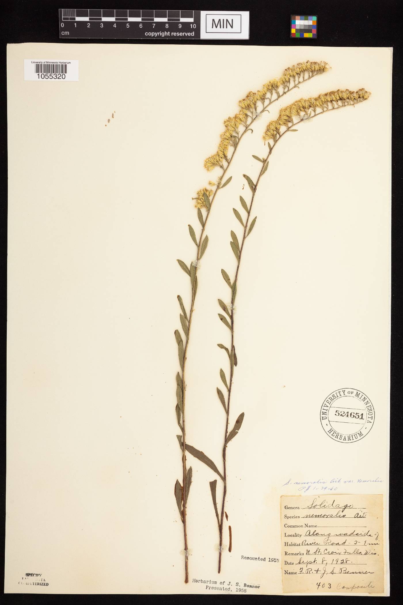 Solidago nemoralis subsp. nemoralis image