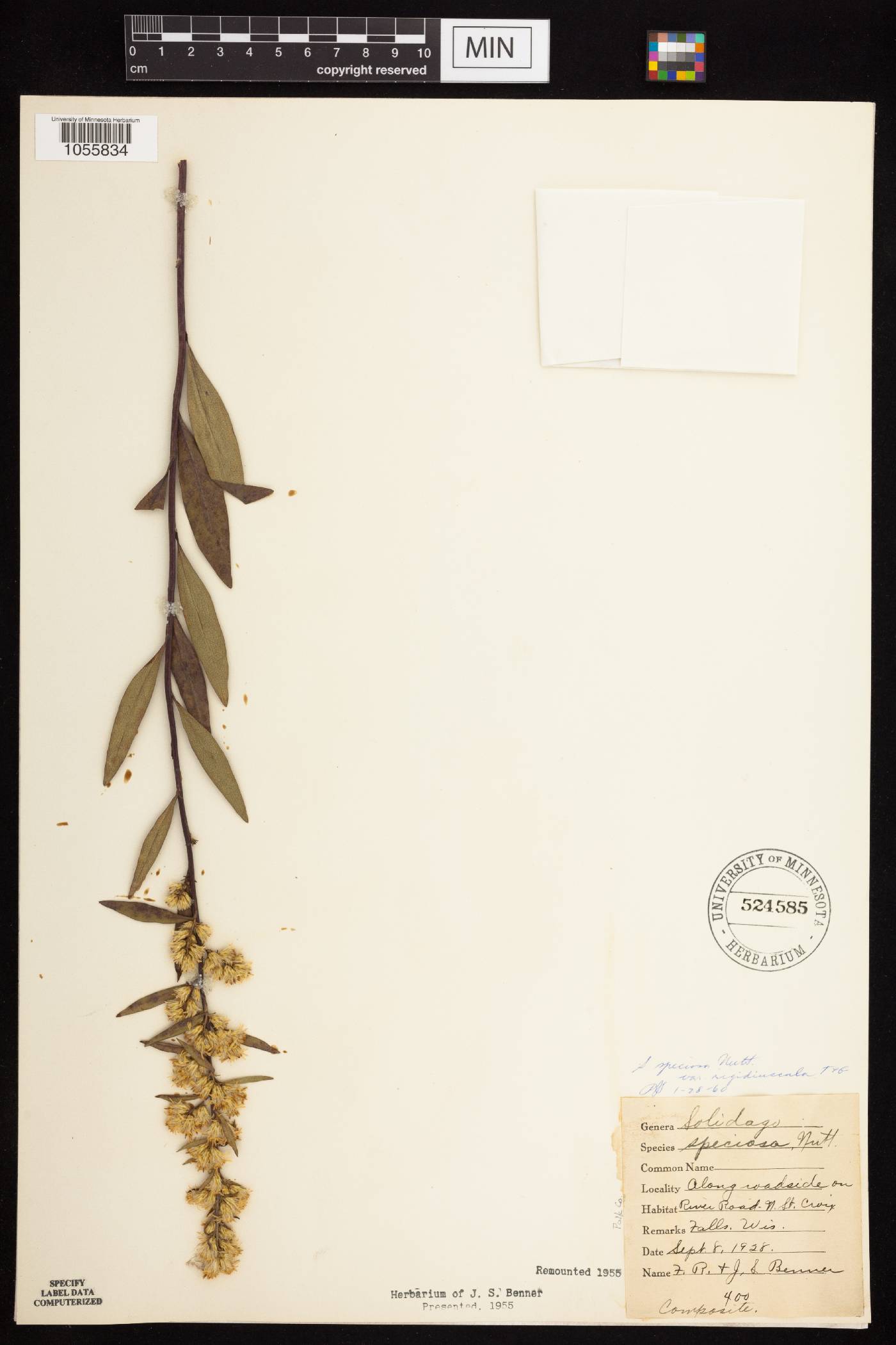 Solidago speciosa subsp. speciosa var. rigidiuscula image
