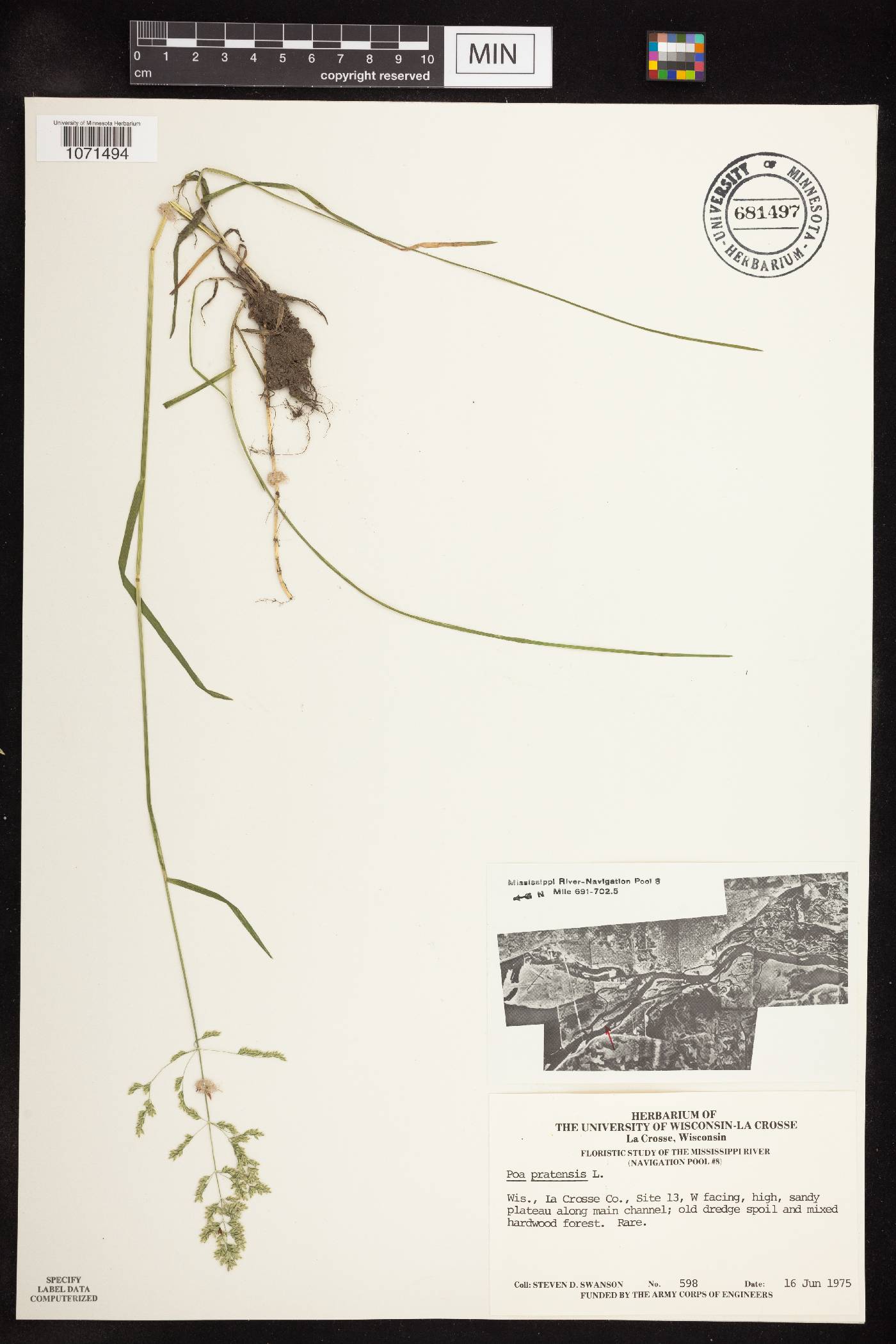 Poa pratensis image