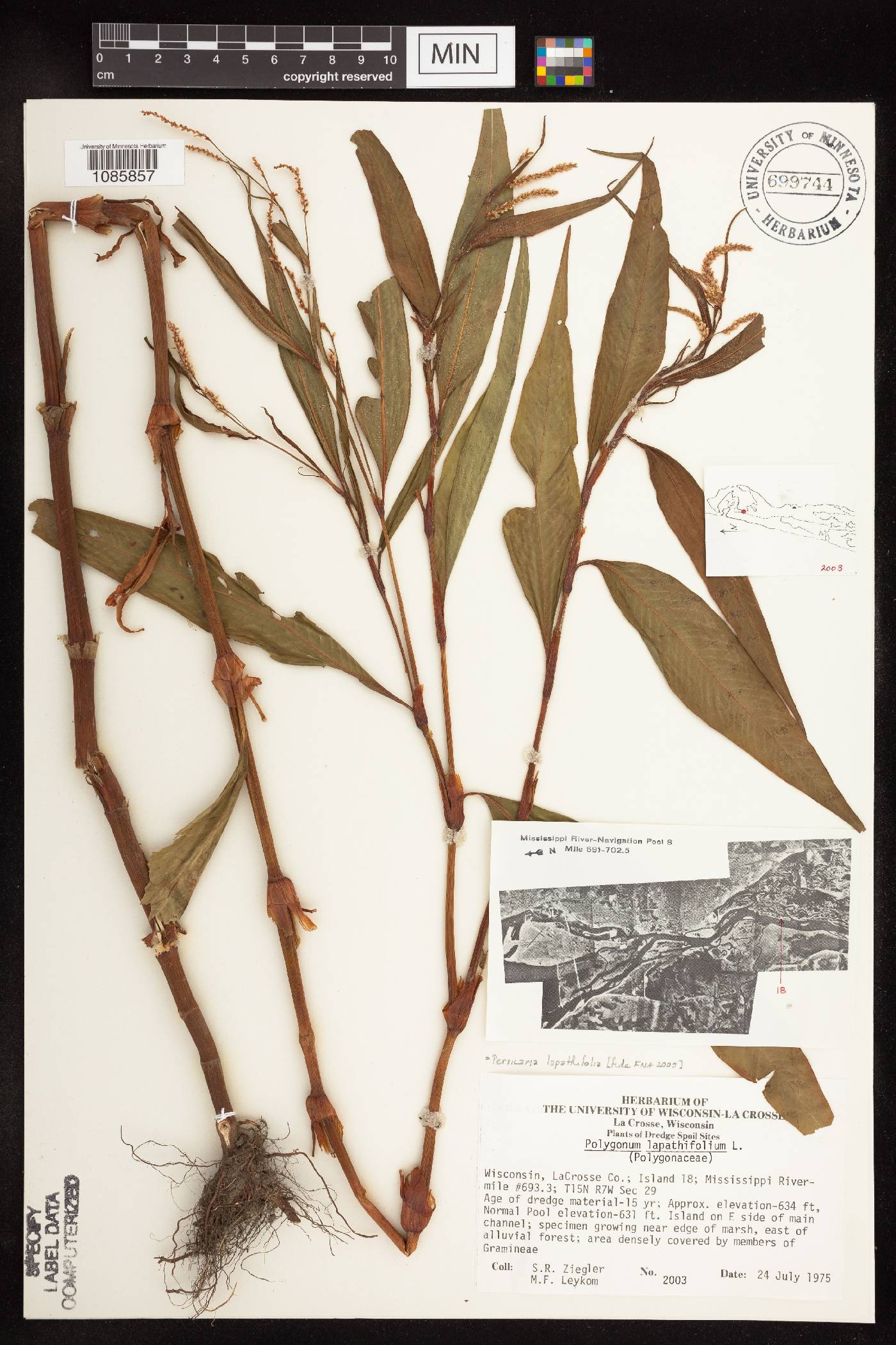 Persicaria lapathifolia image