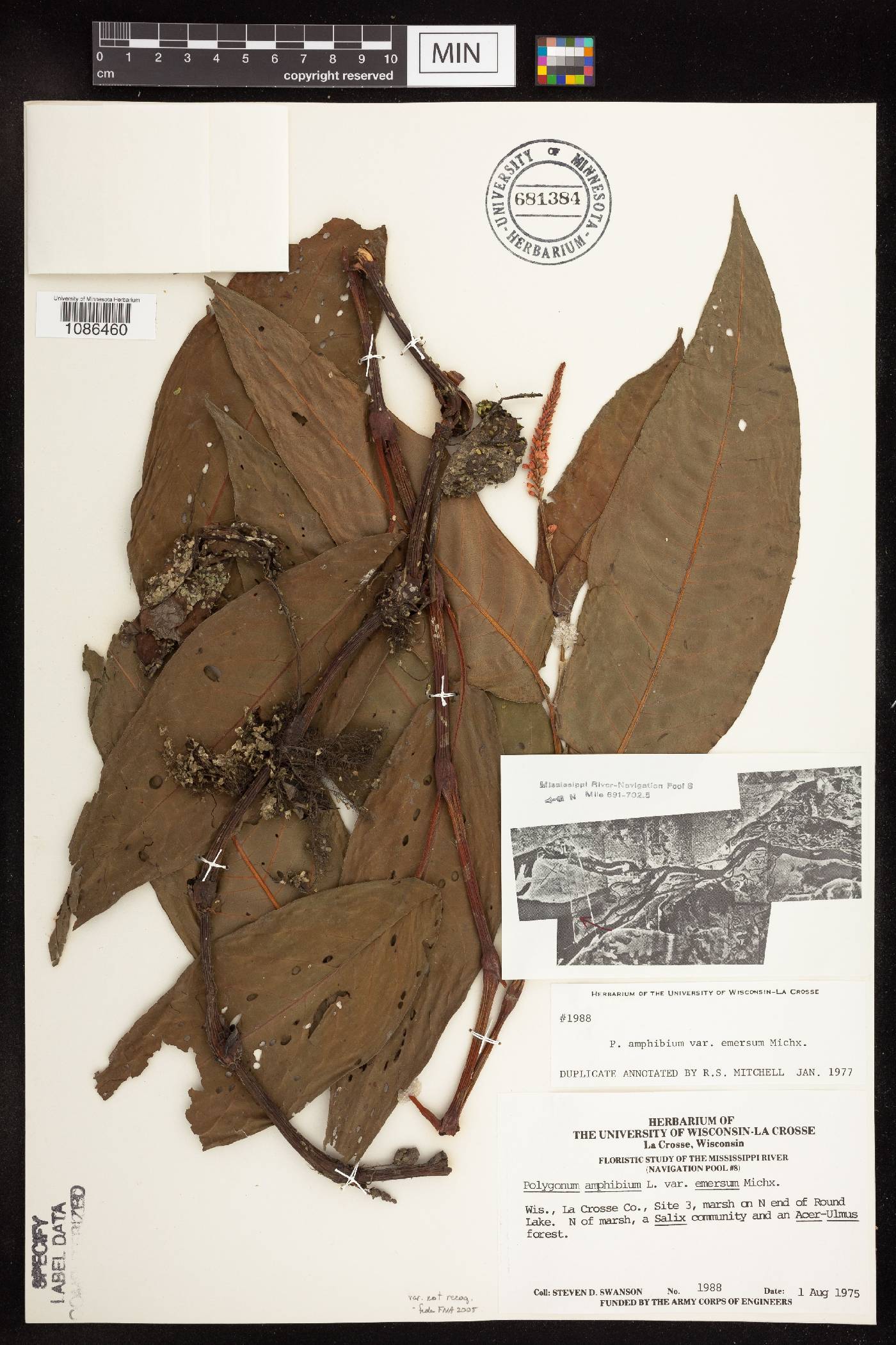 Persicaria amphibia image