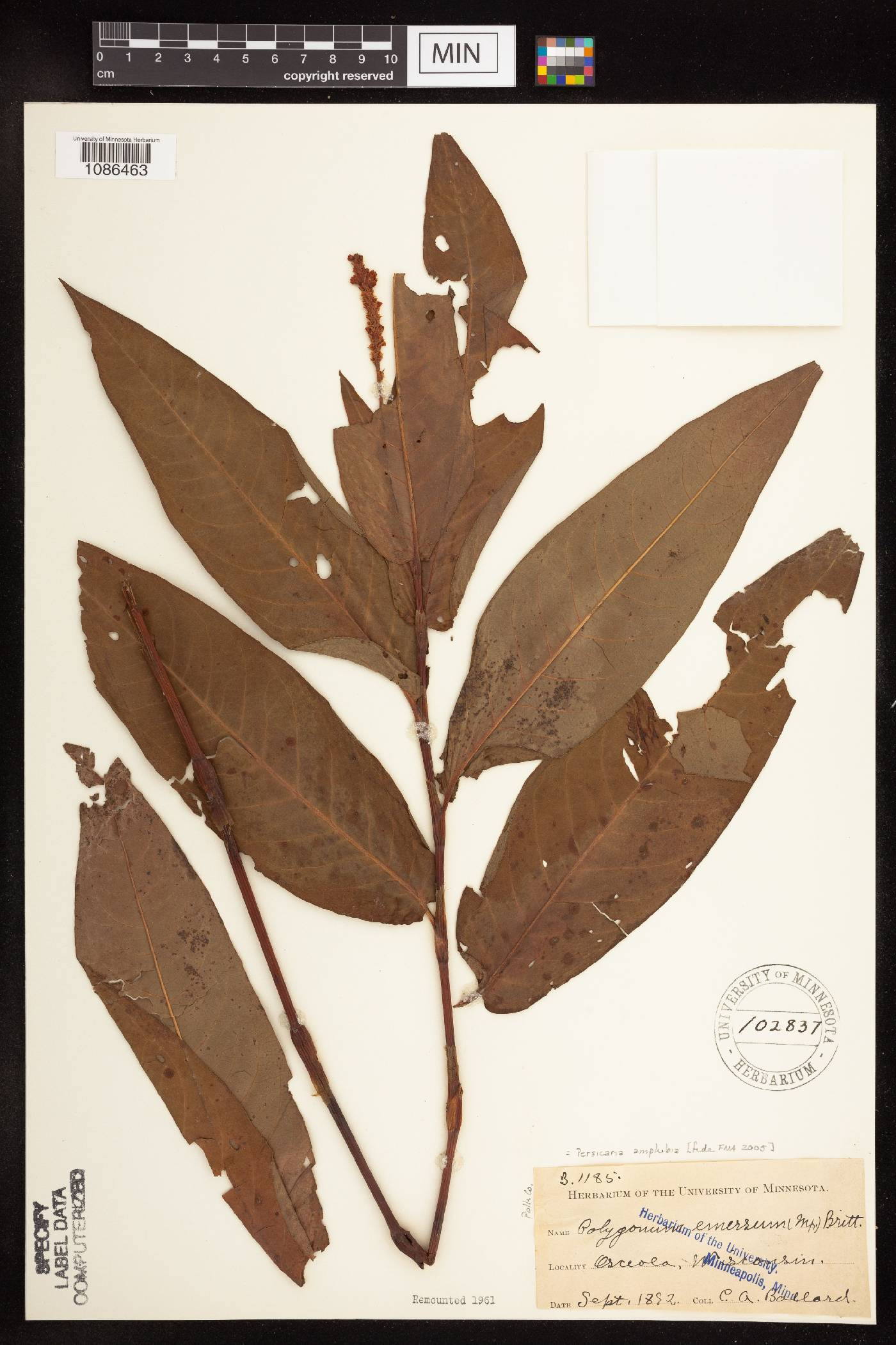 Persicaria amphibia image