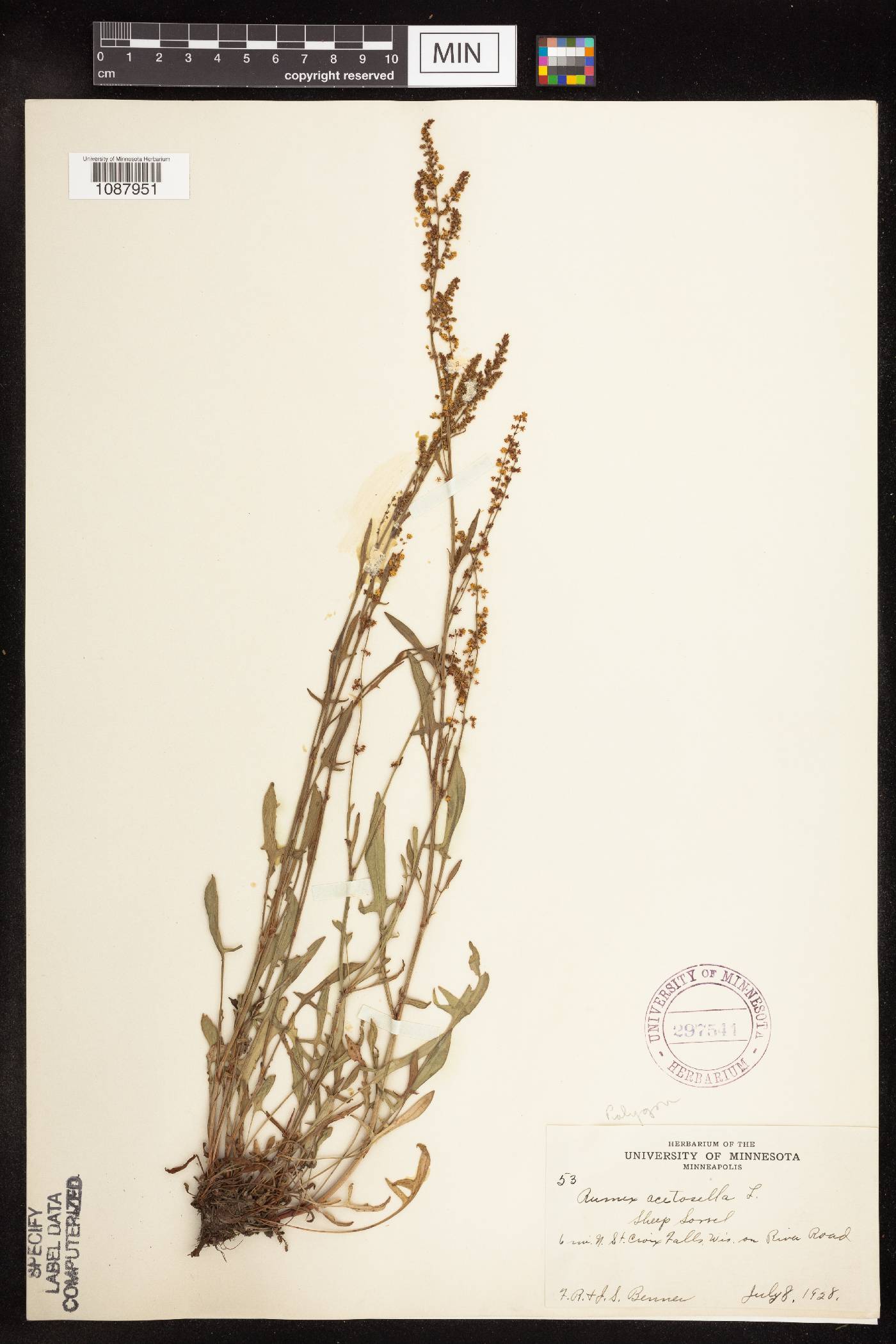 Rumex acetosella image