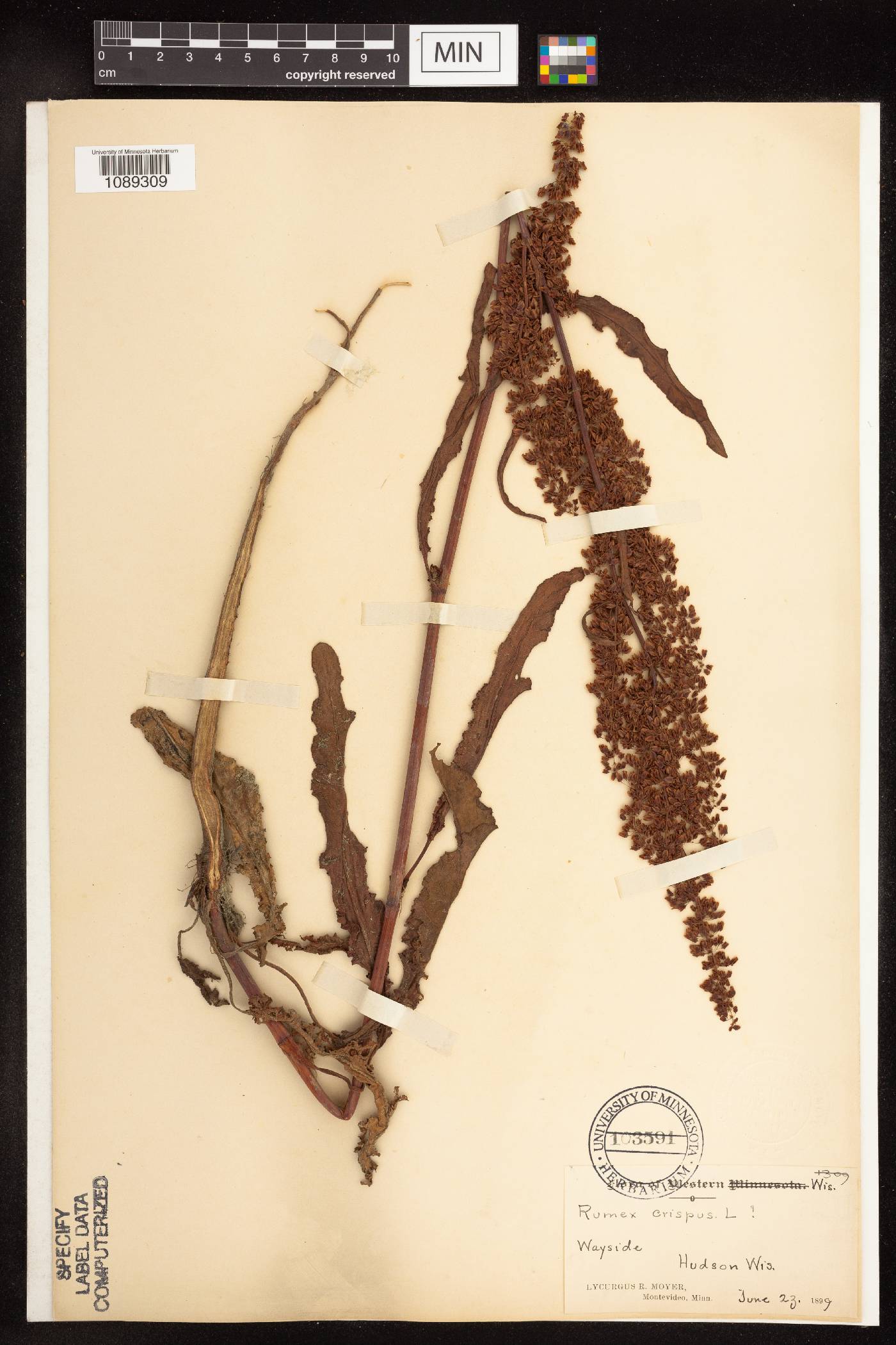 Rumex crispus image