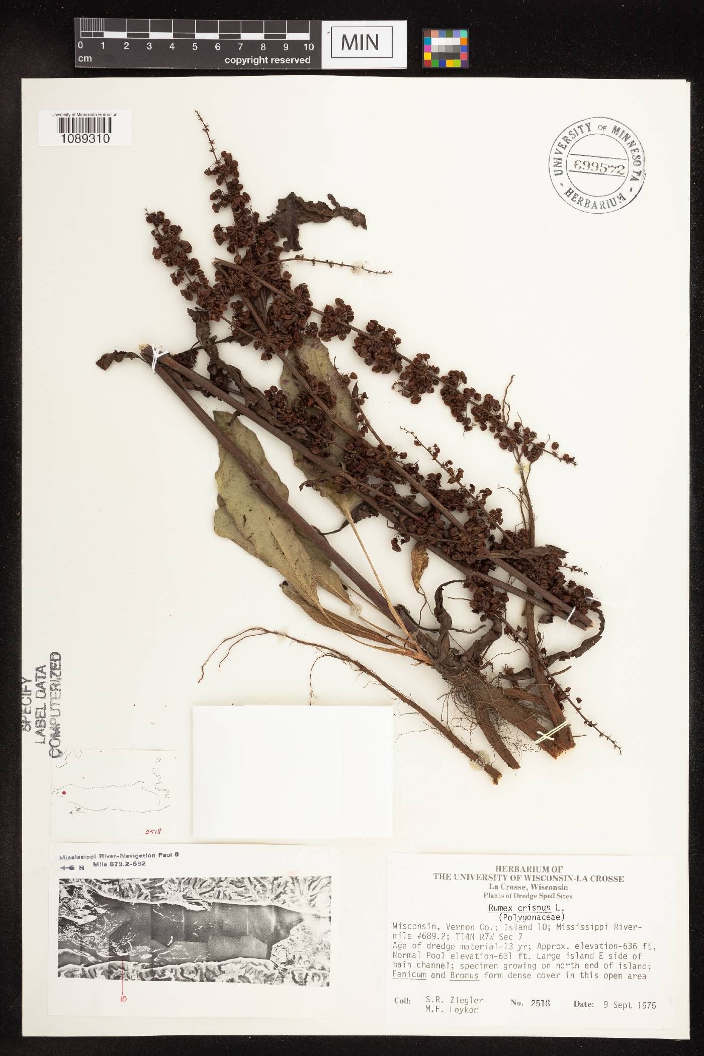 Rumex crispus image