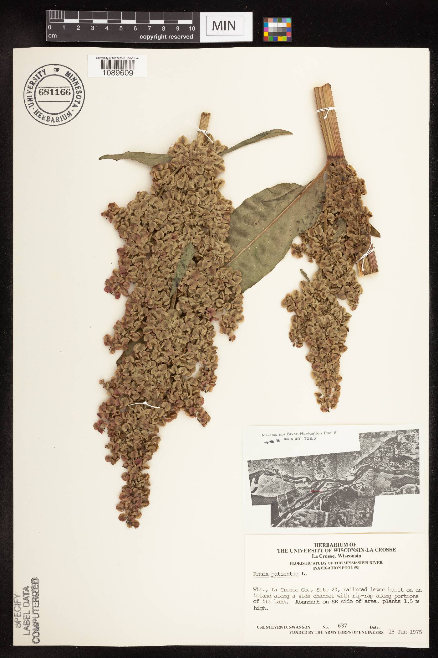 Rumex patientia image