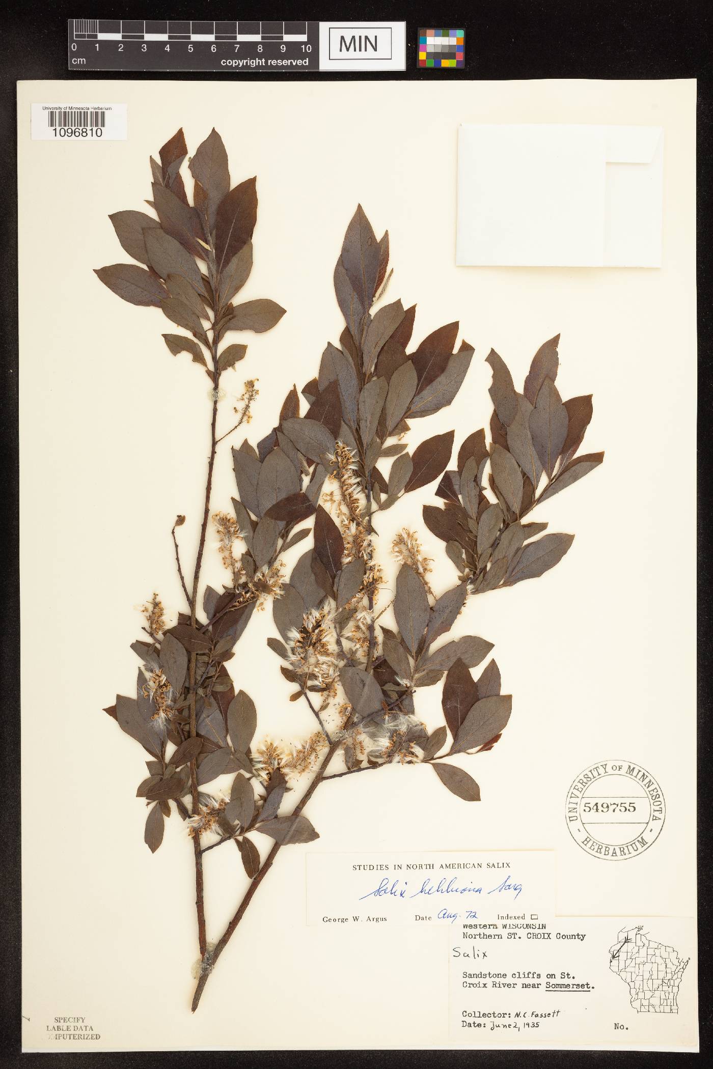 Salix bebbiana image