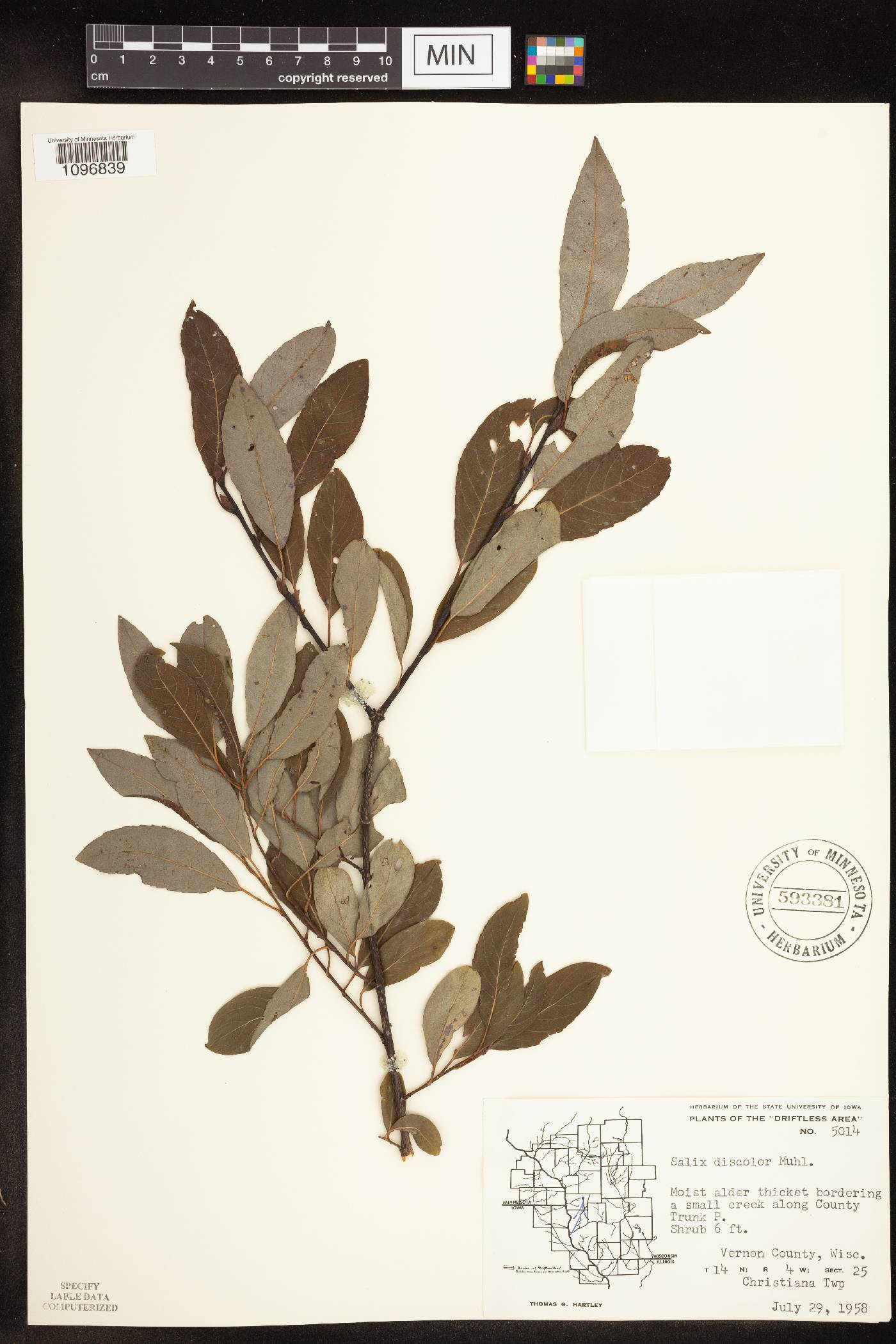 Salix discolor image