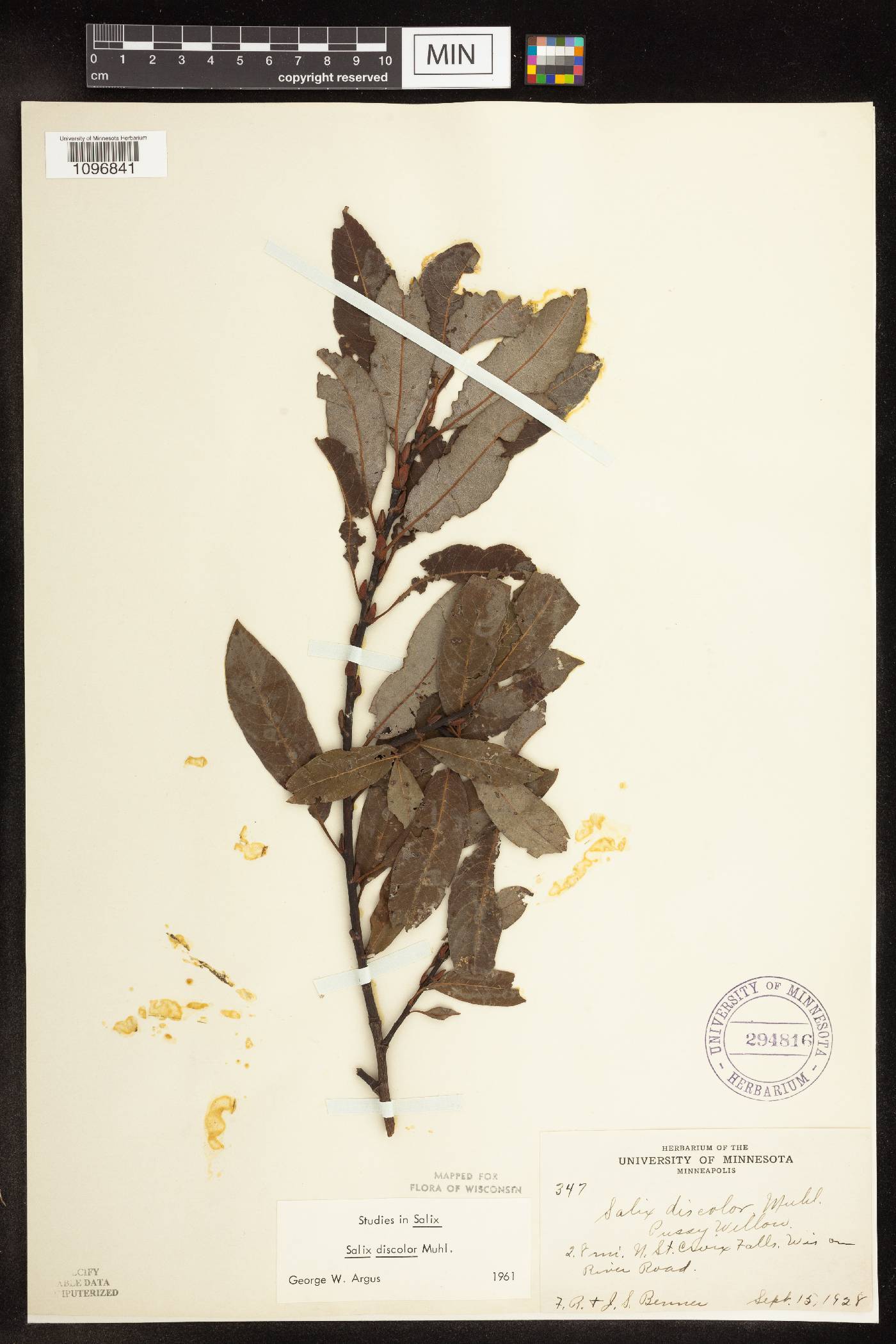 Salix discolor image
