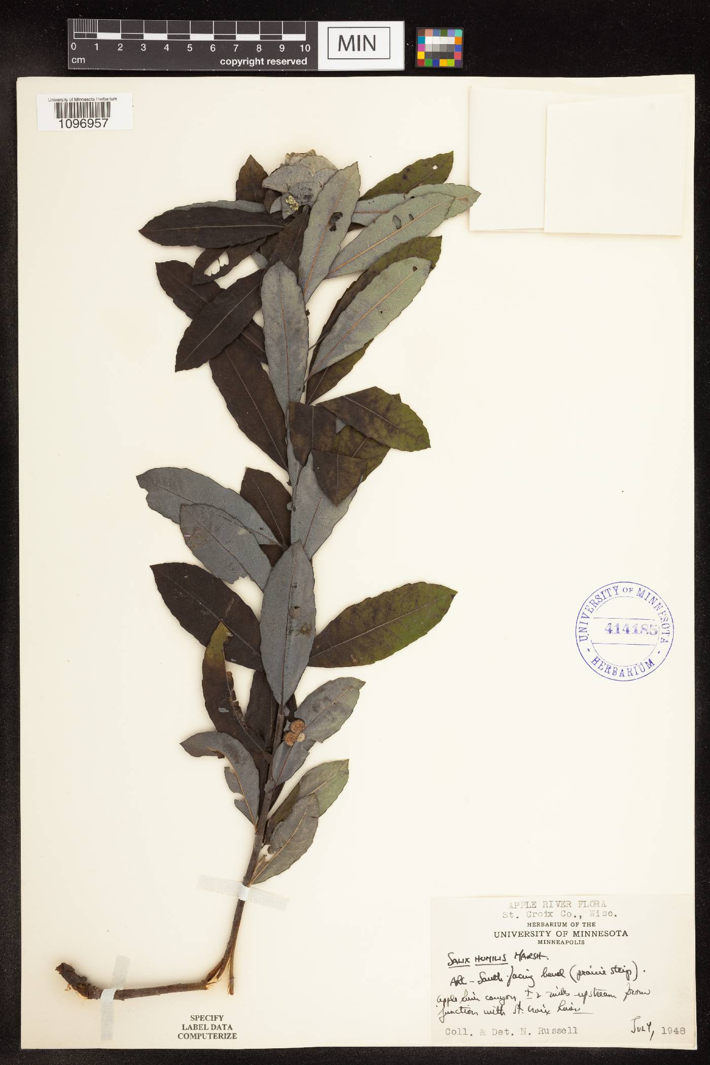 Salix humilis image