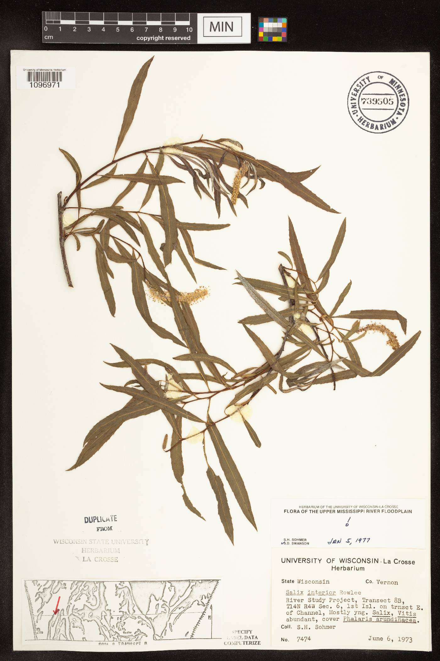 Salix interior image