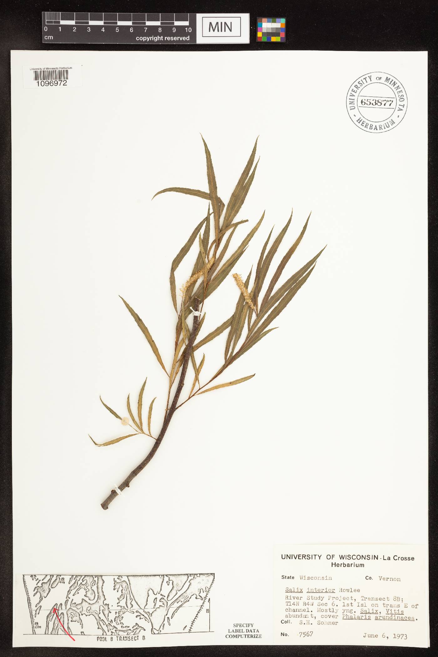 Salix interior image