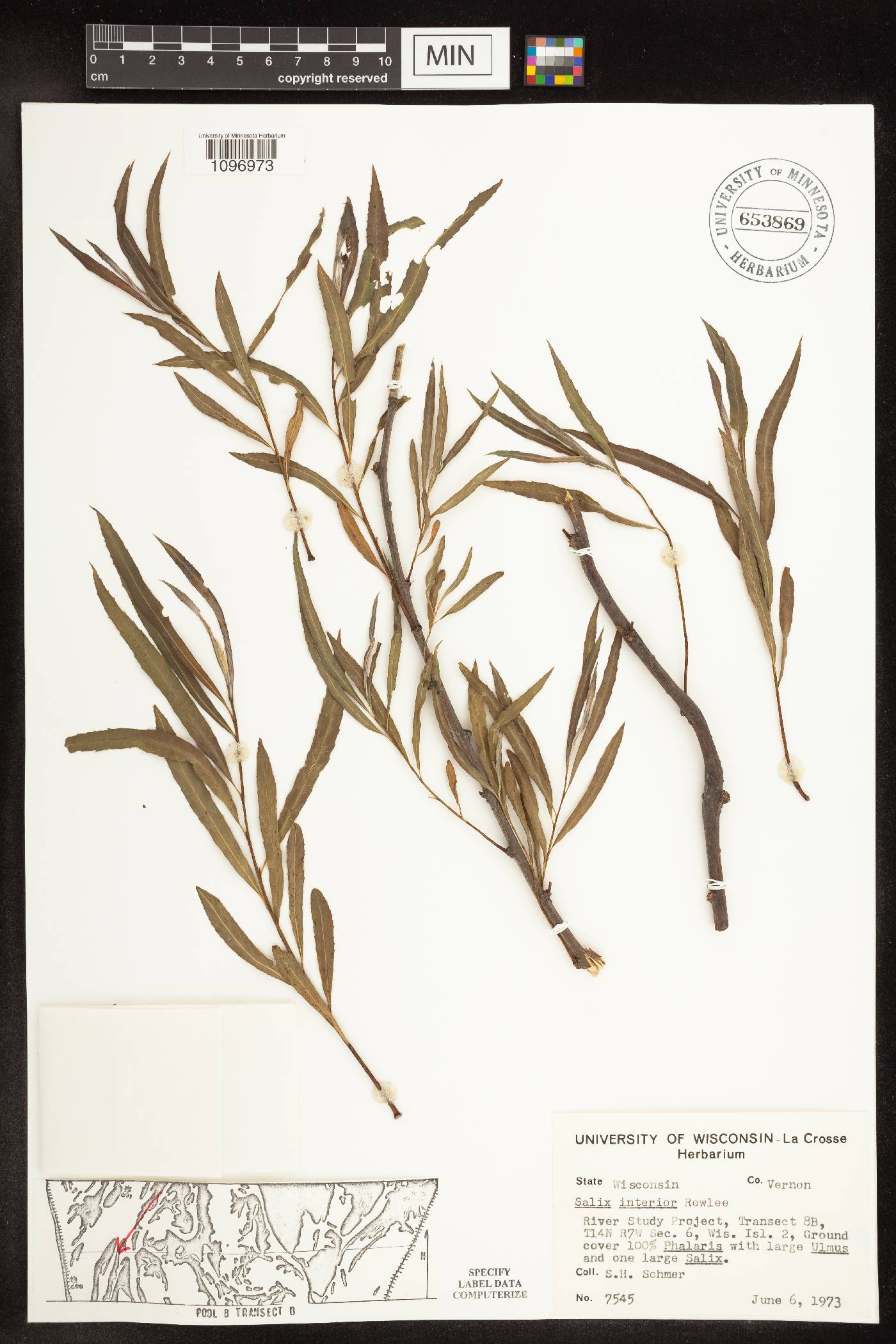 Salix interior image