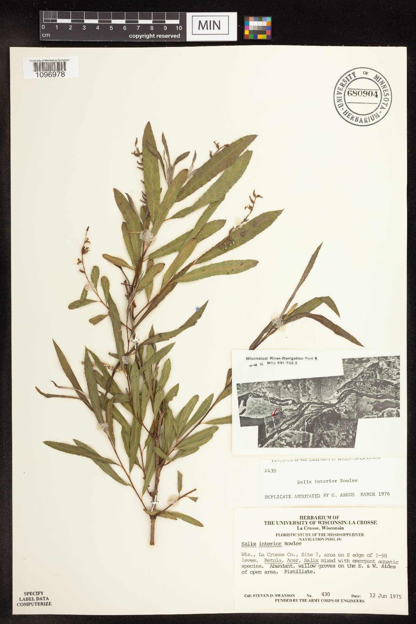 Salix interior image