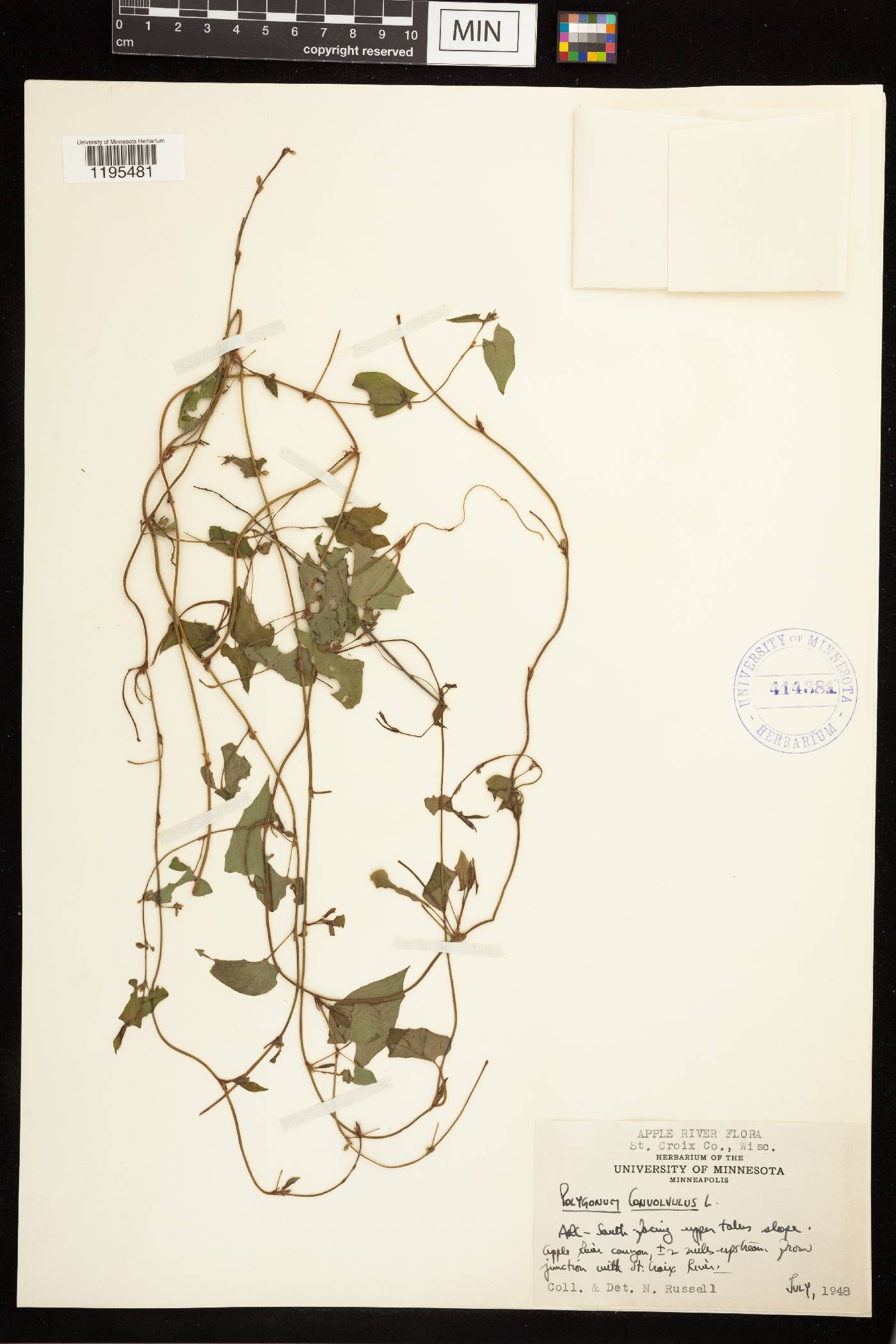 Fallopia convolvulus image