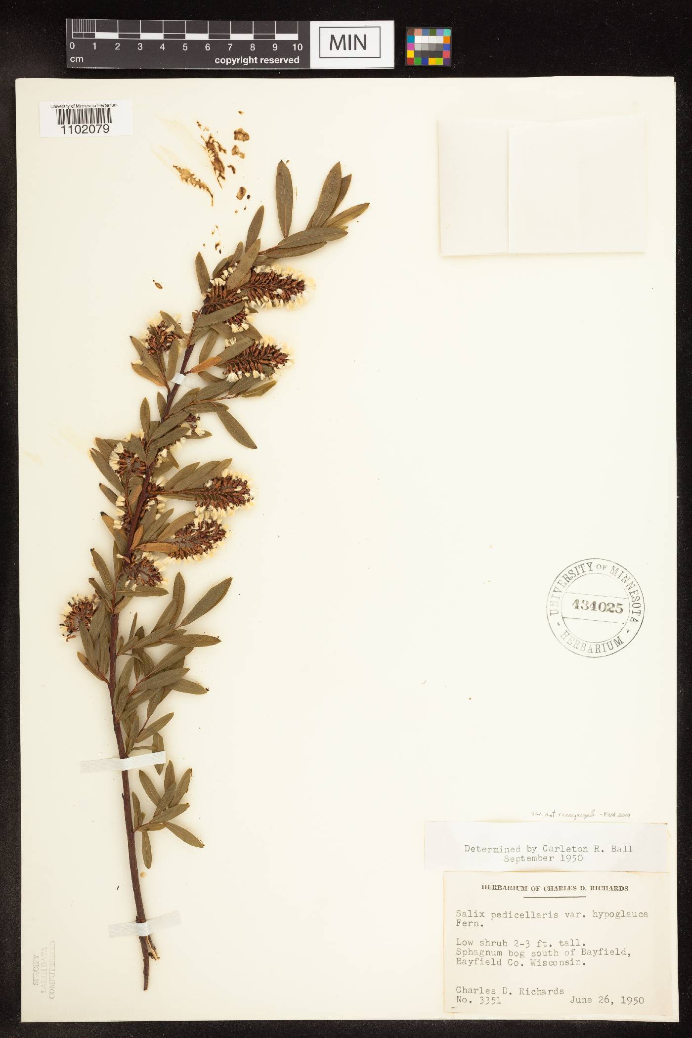 Salix pedicellaris image