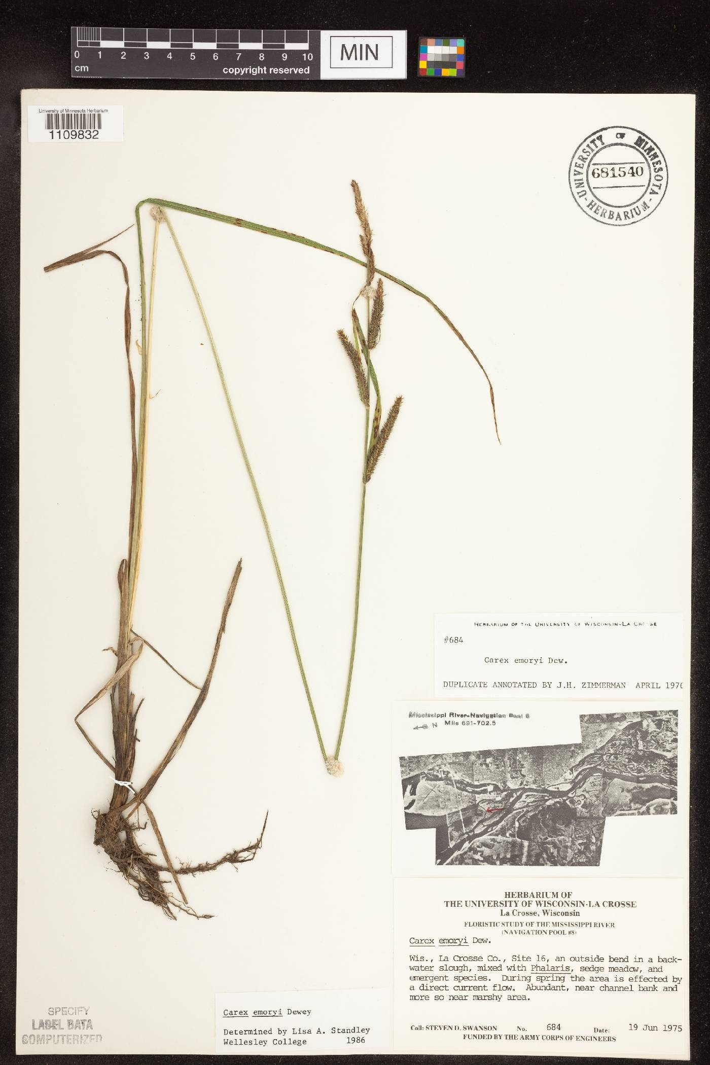 Carex emoryi image