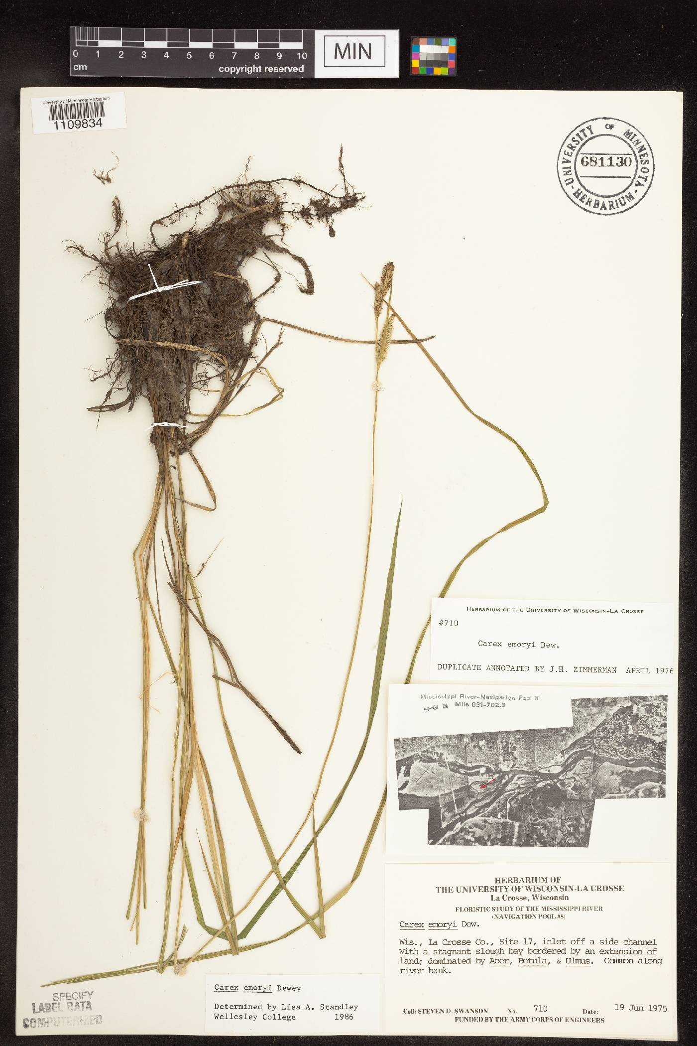 Carex emoryi image