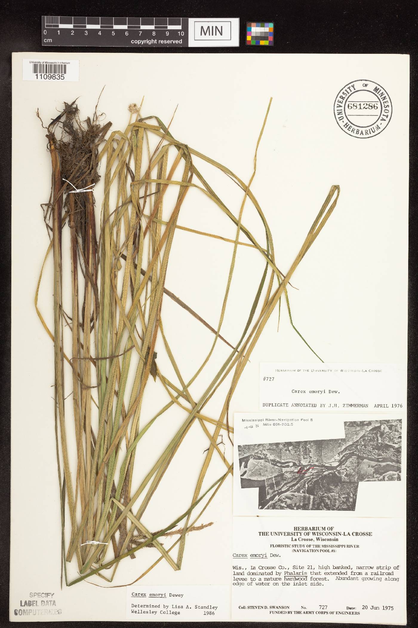Carex emoryi image