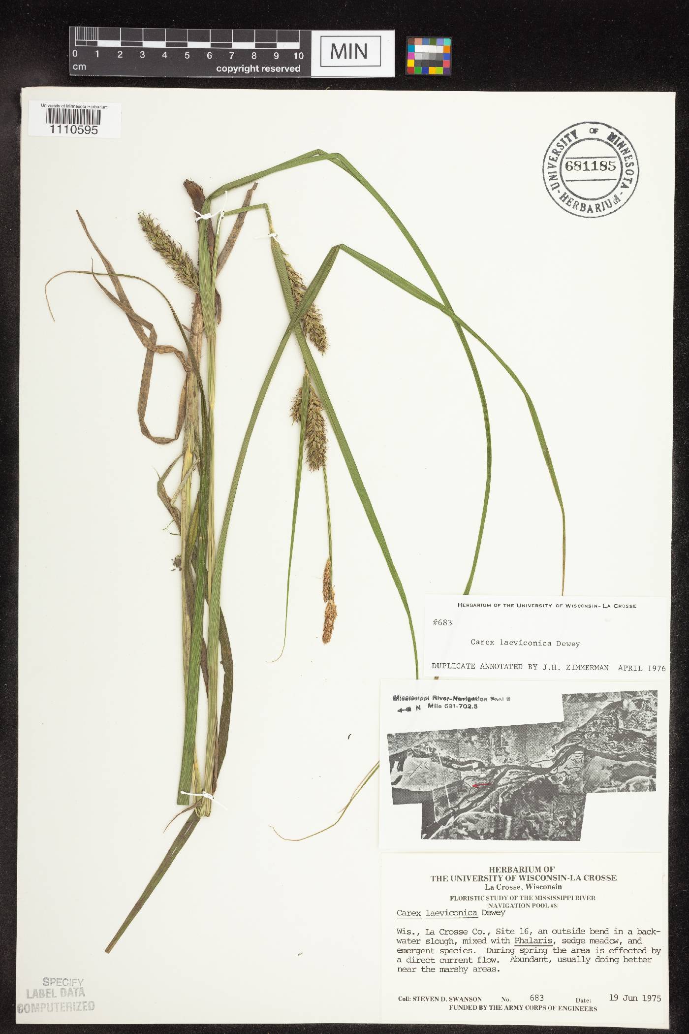 Carex laeviconica image