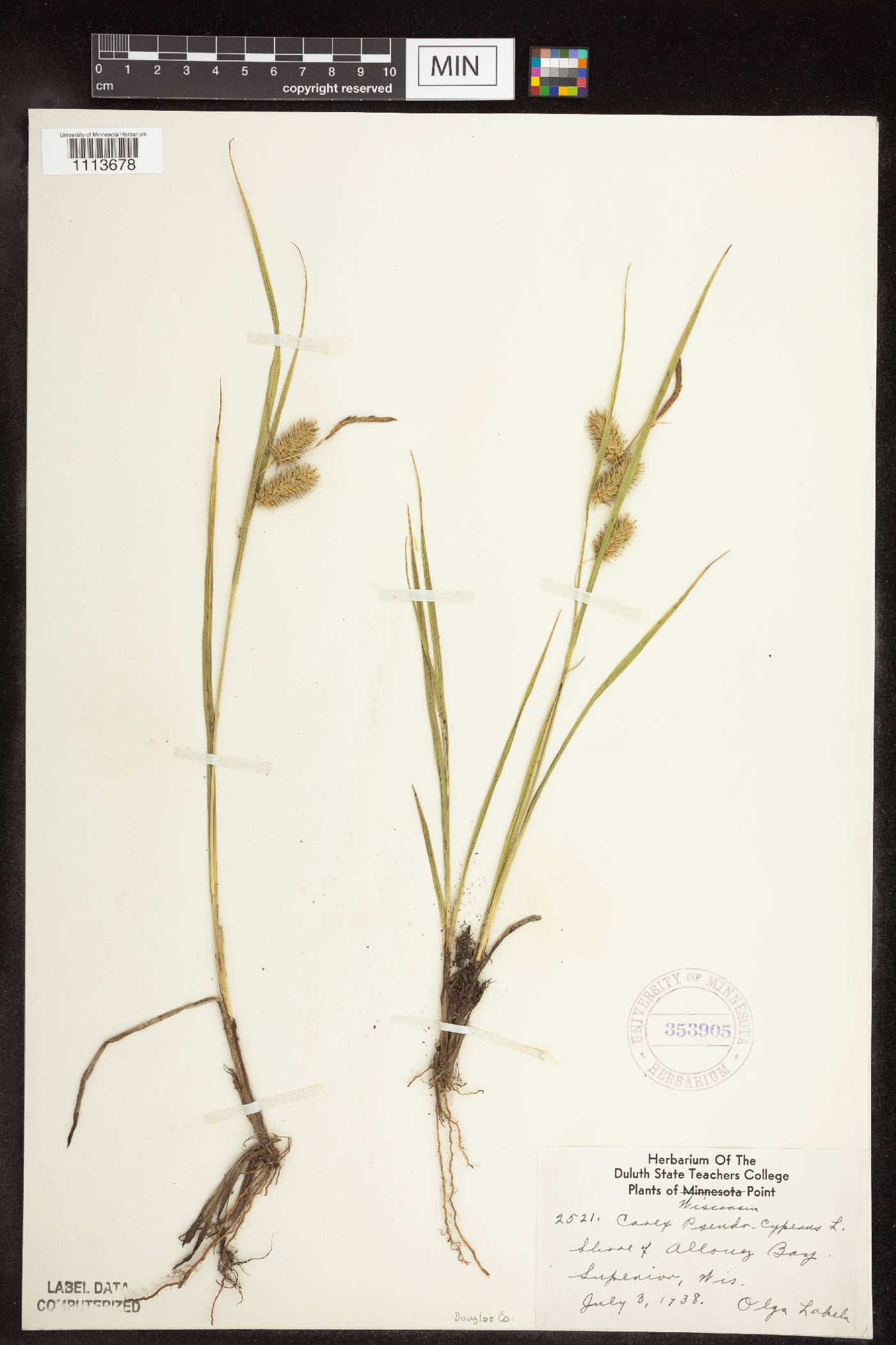 Carex pseudocyperus image