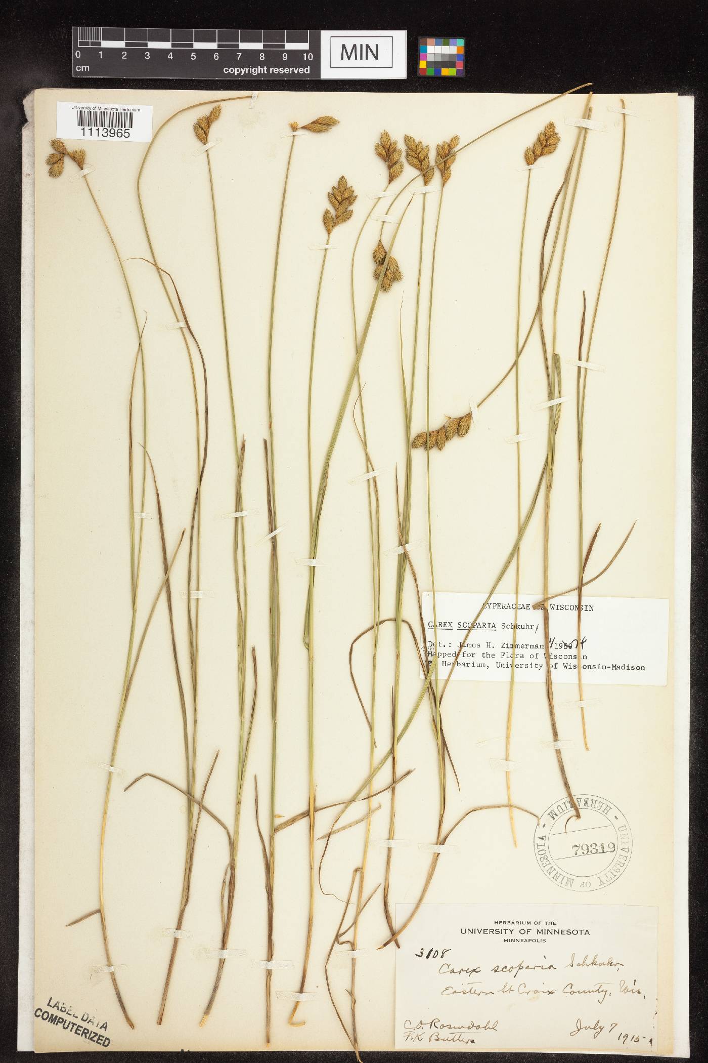 Carex scoparia image