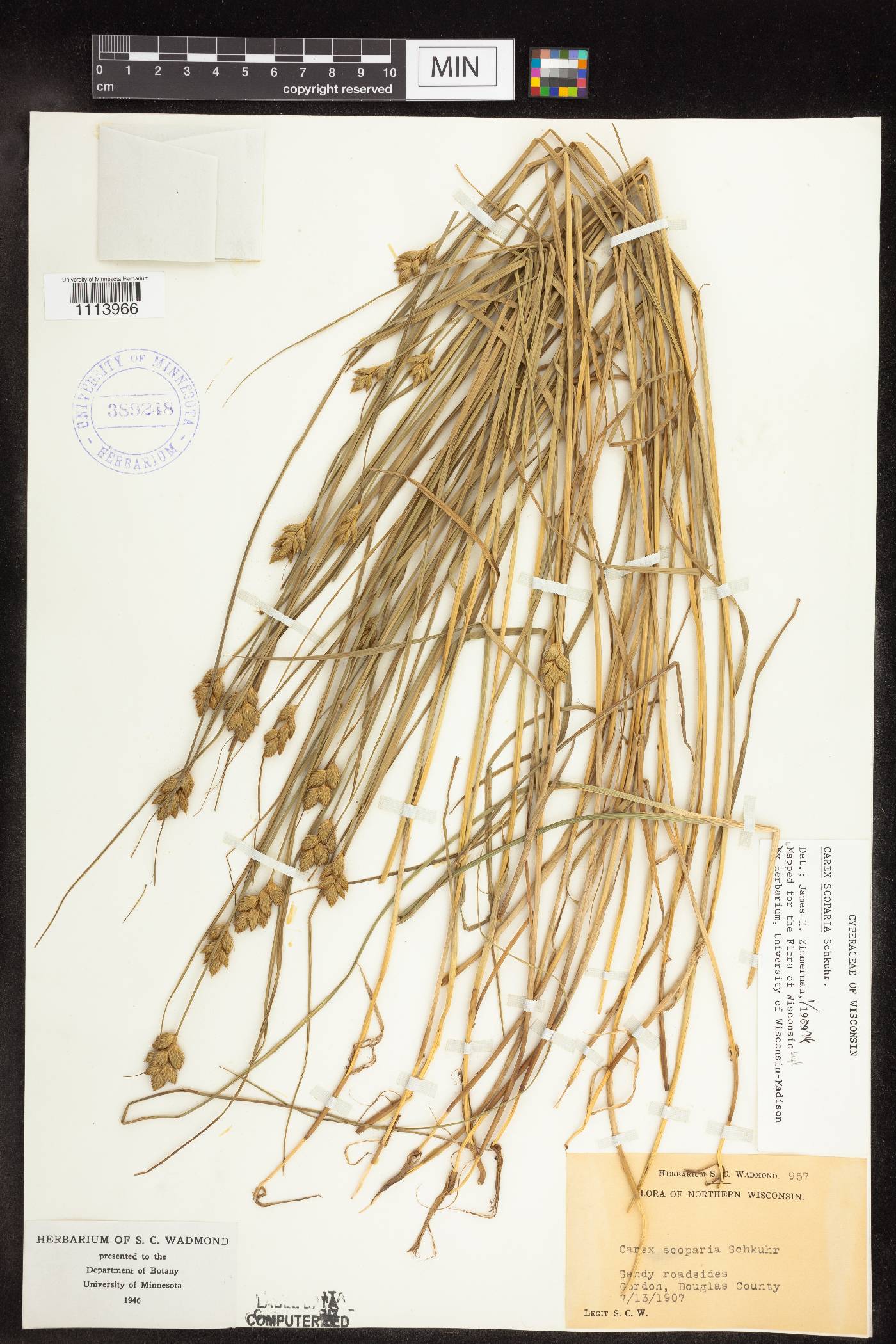 Carex scoparia image