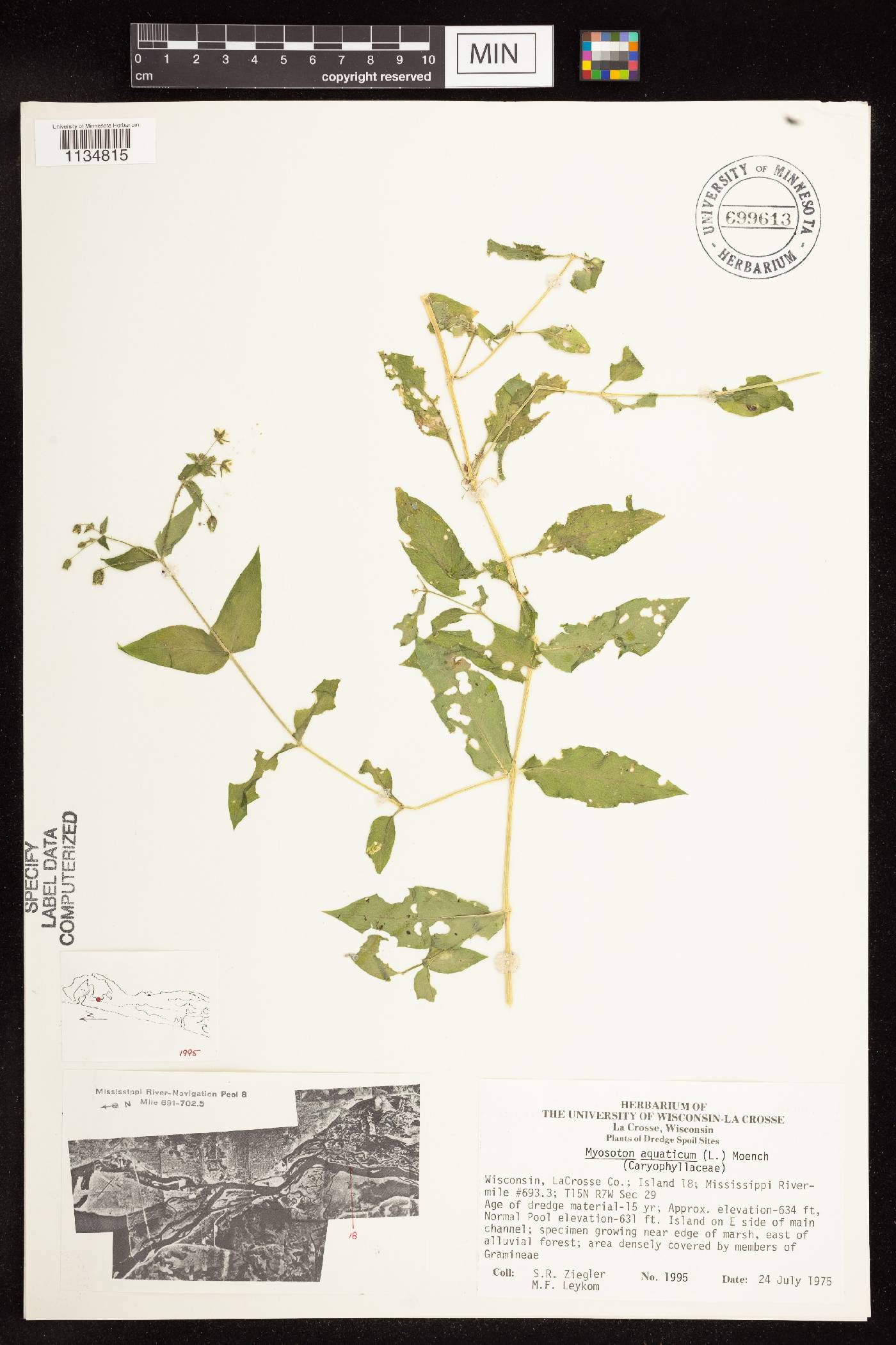 Myosoton aquaticum image