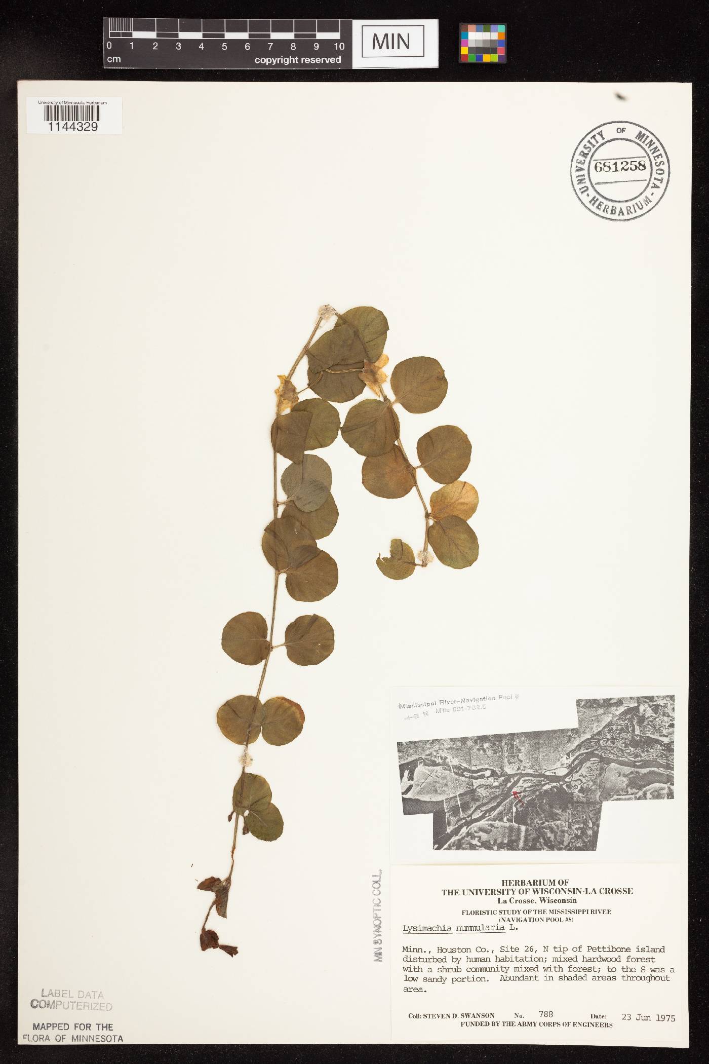 Lysimachia nummularia image
