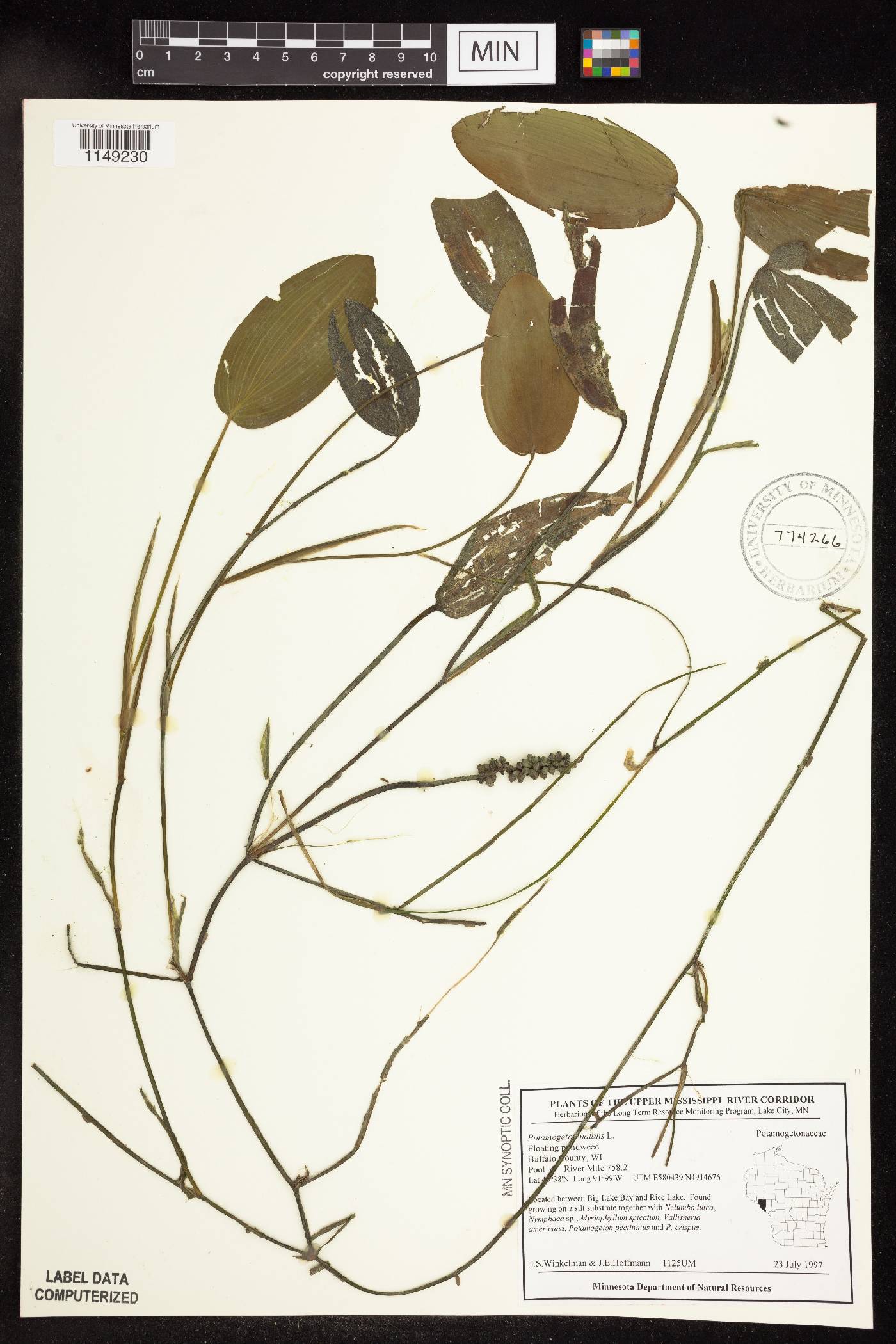 Potamogeton natans image