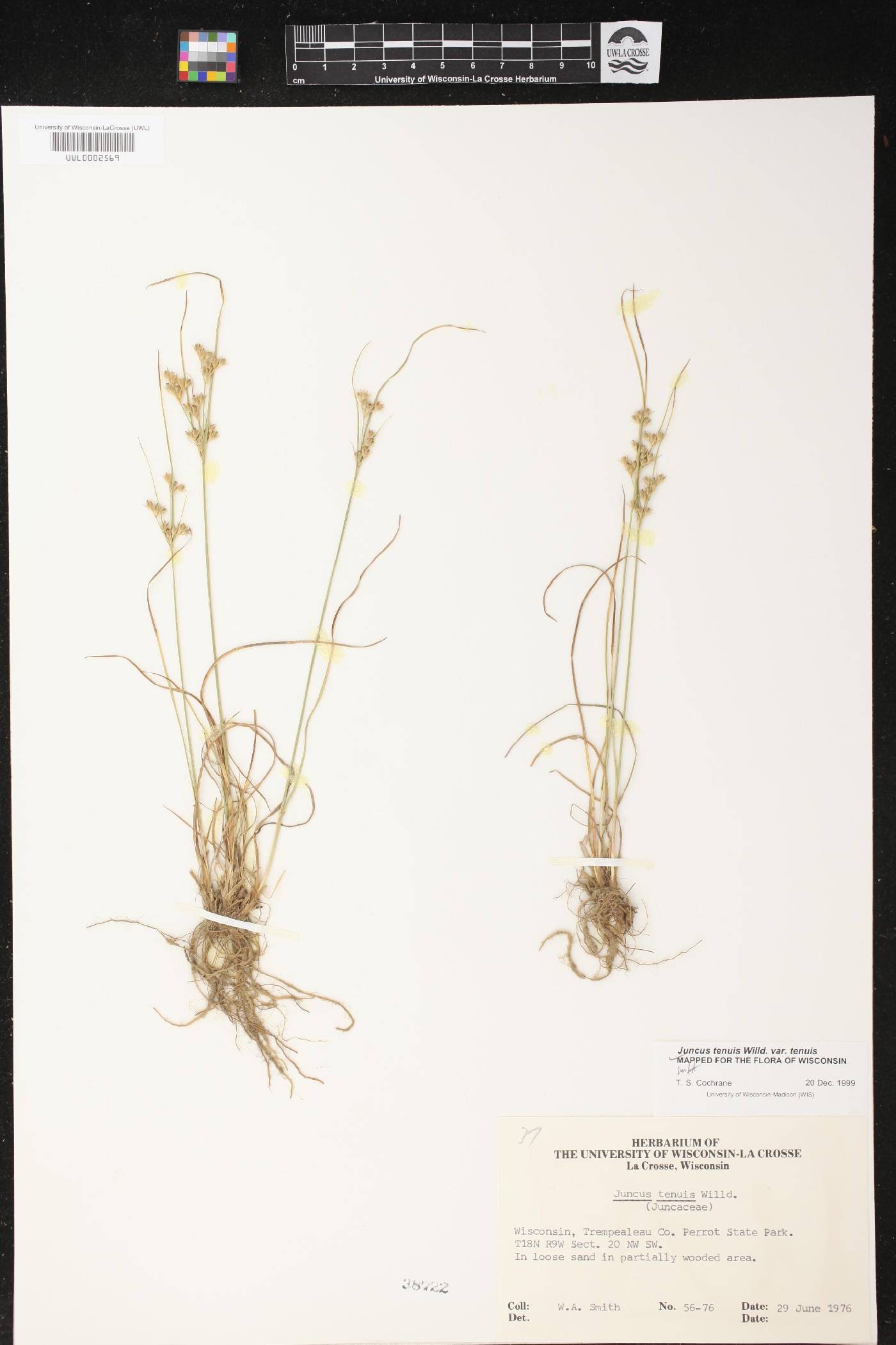 Juncus tenuis image
