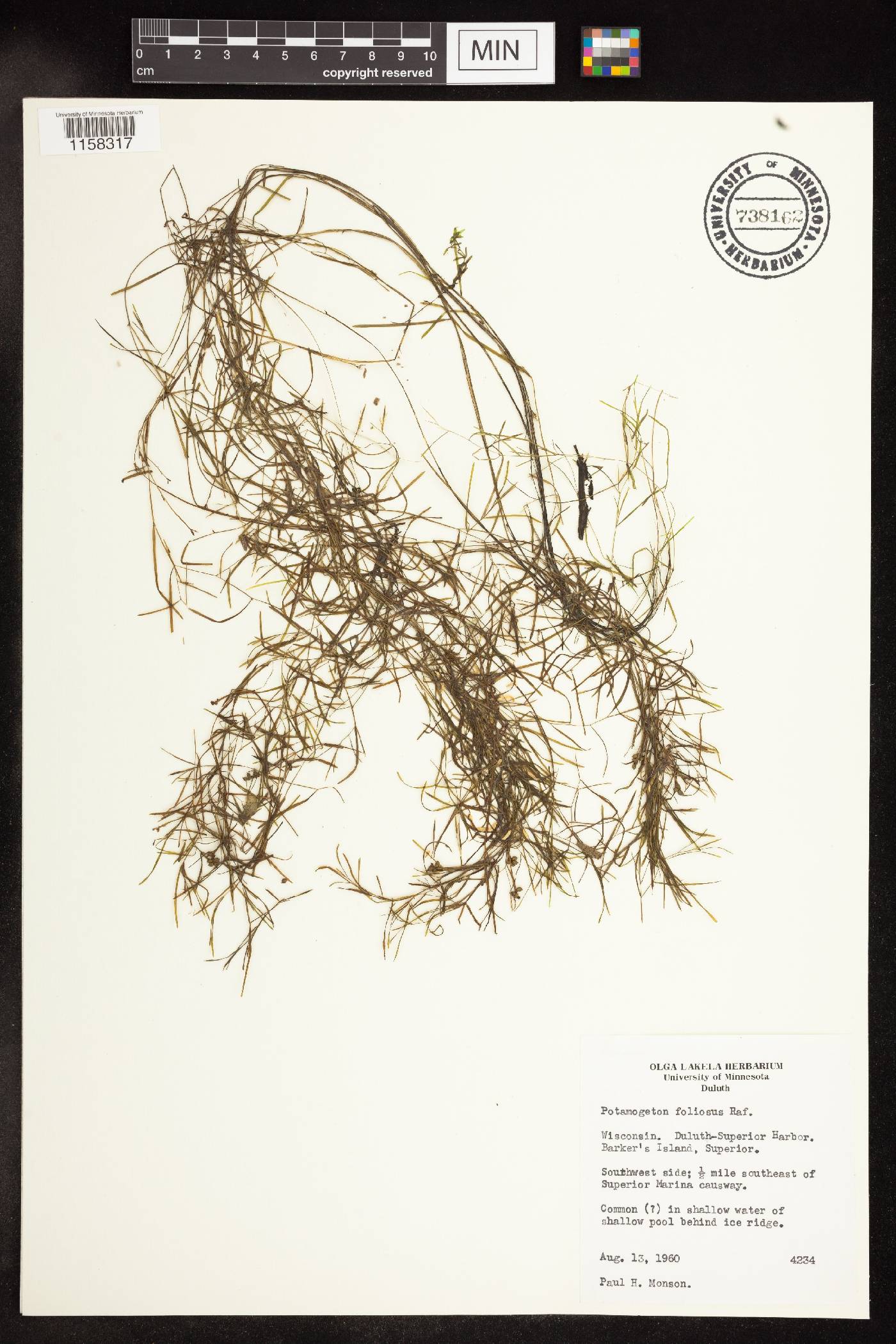 Potamogeton foliosus image