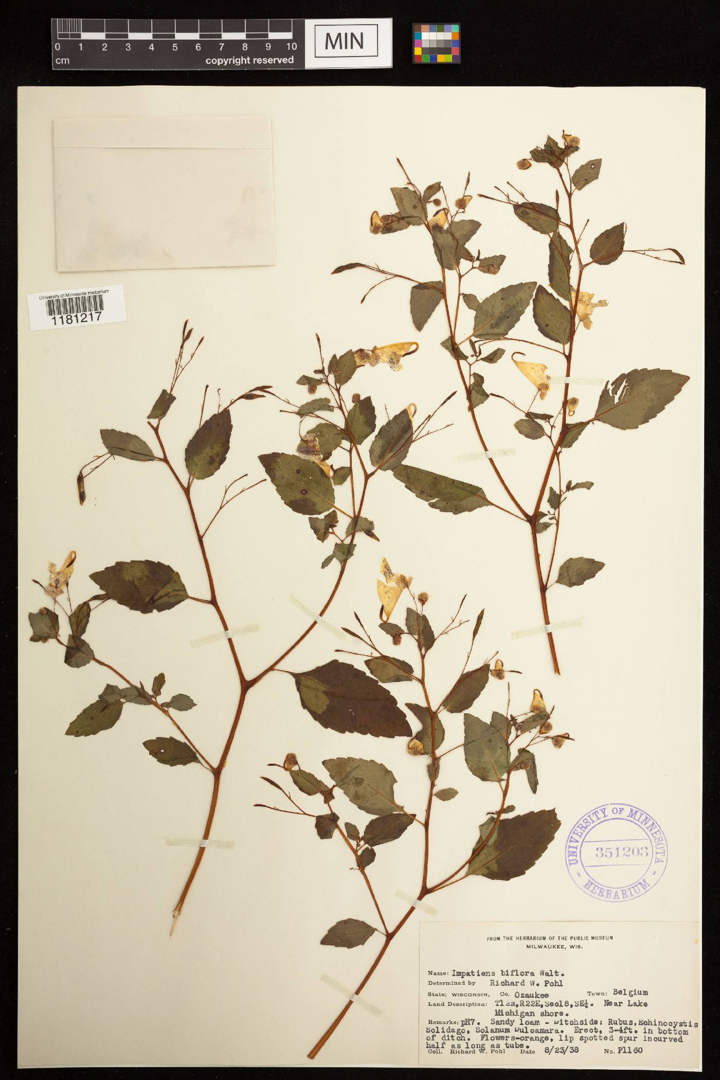 Impatiens capensis image