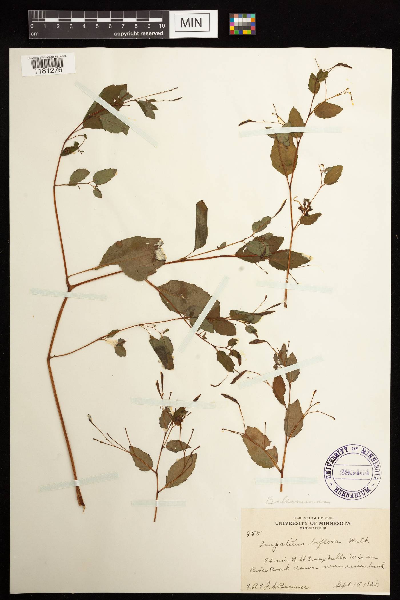 Impatiens capensis image