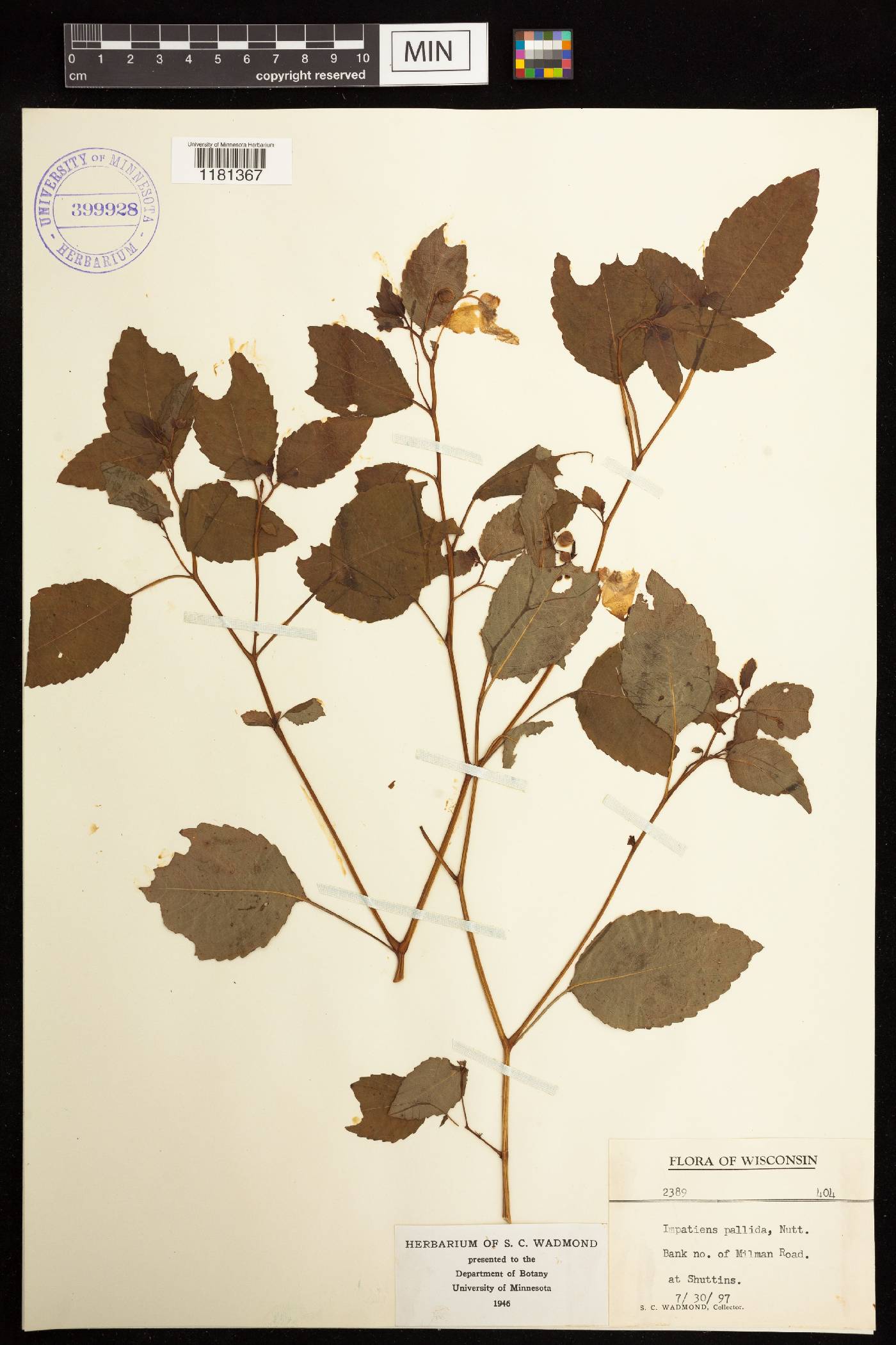 Impatiens pallida image