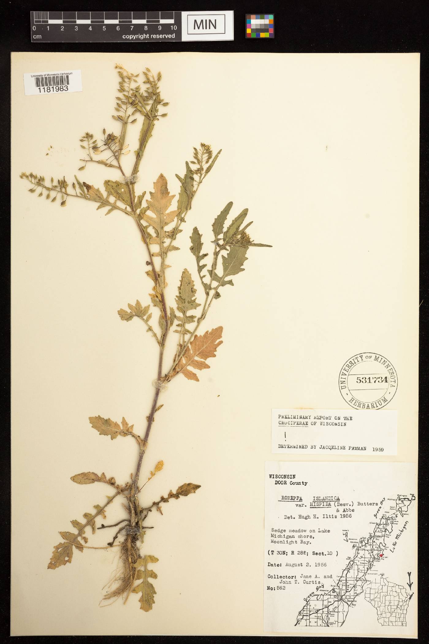 Rorippa palustris image
