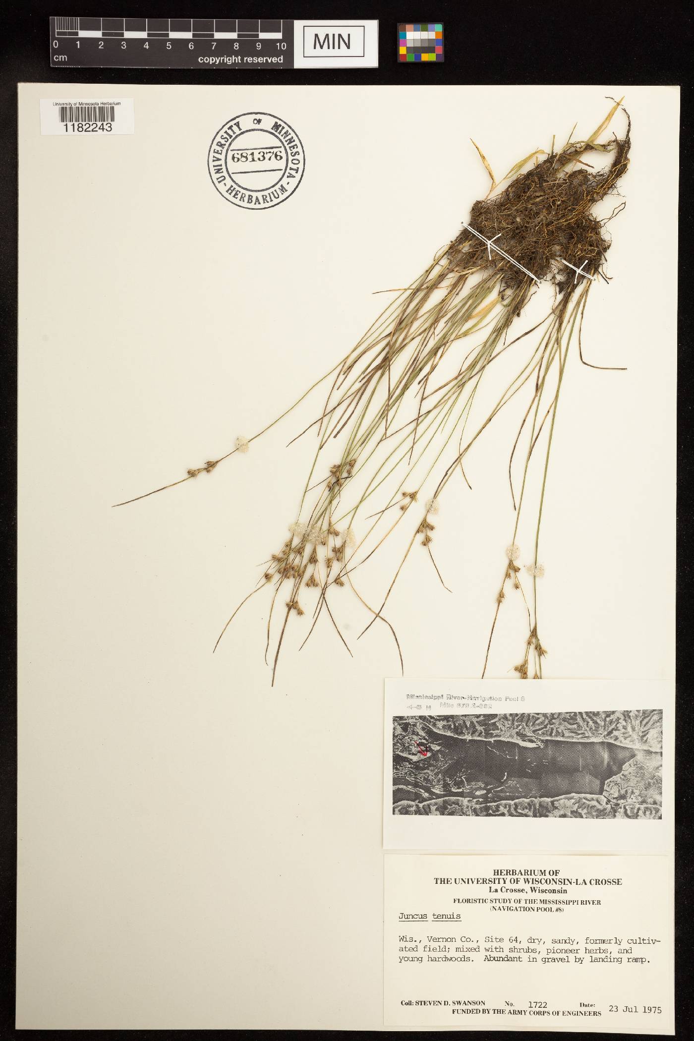 Juncus tenuis image