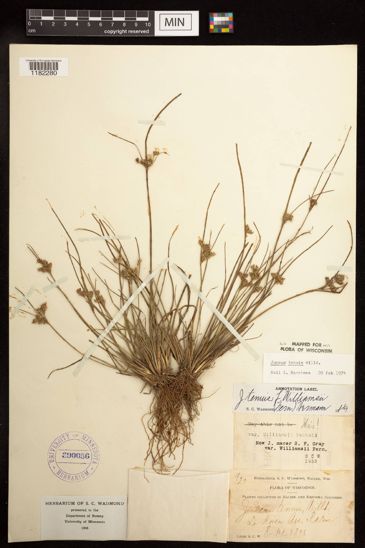 Juncus tenuis image