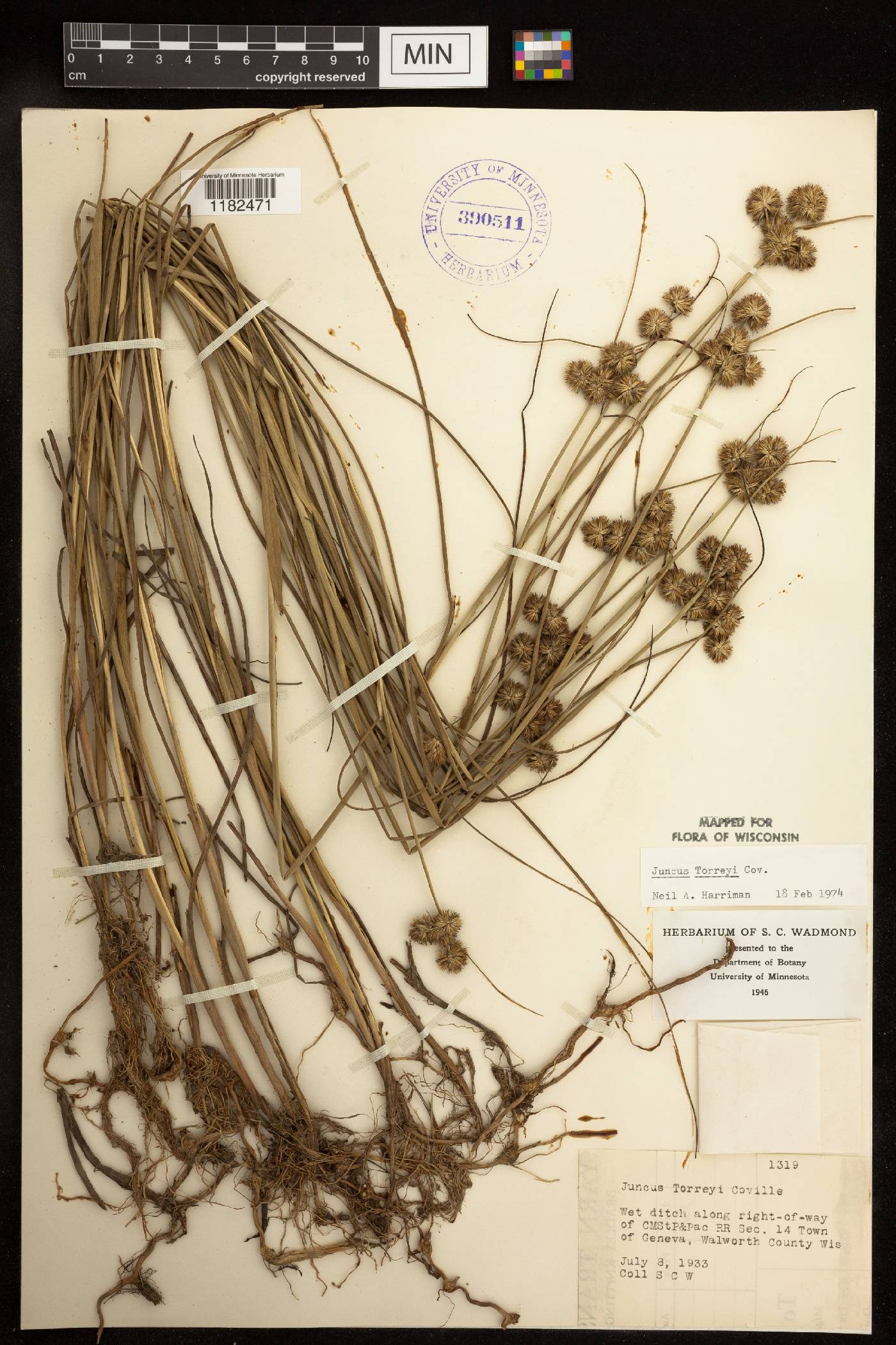 Juncus torreyi image