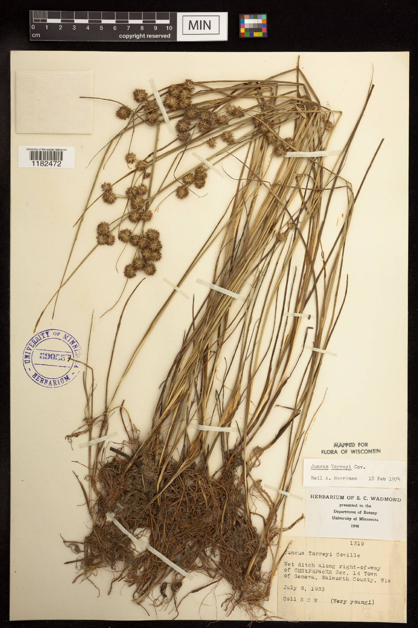 Juncus torreyi image