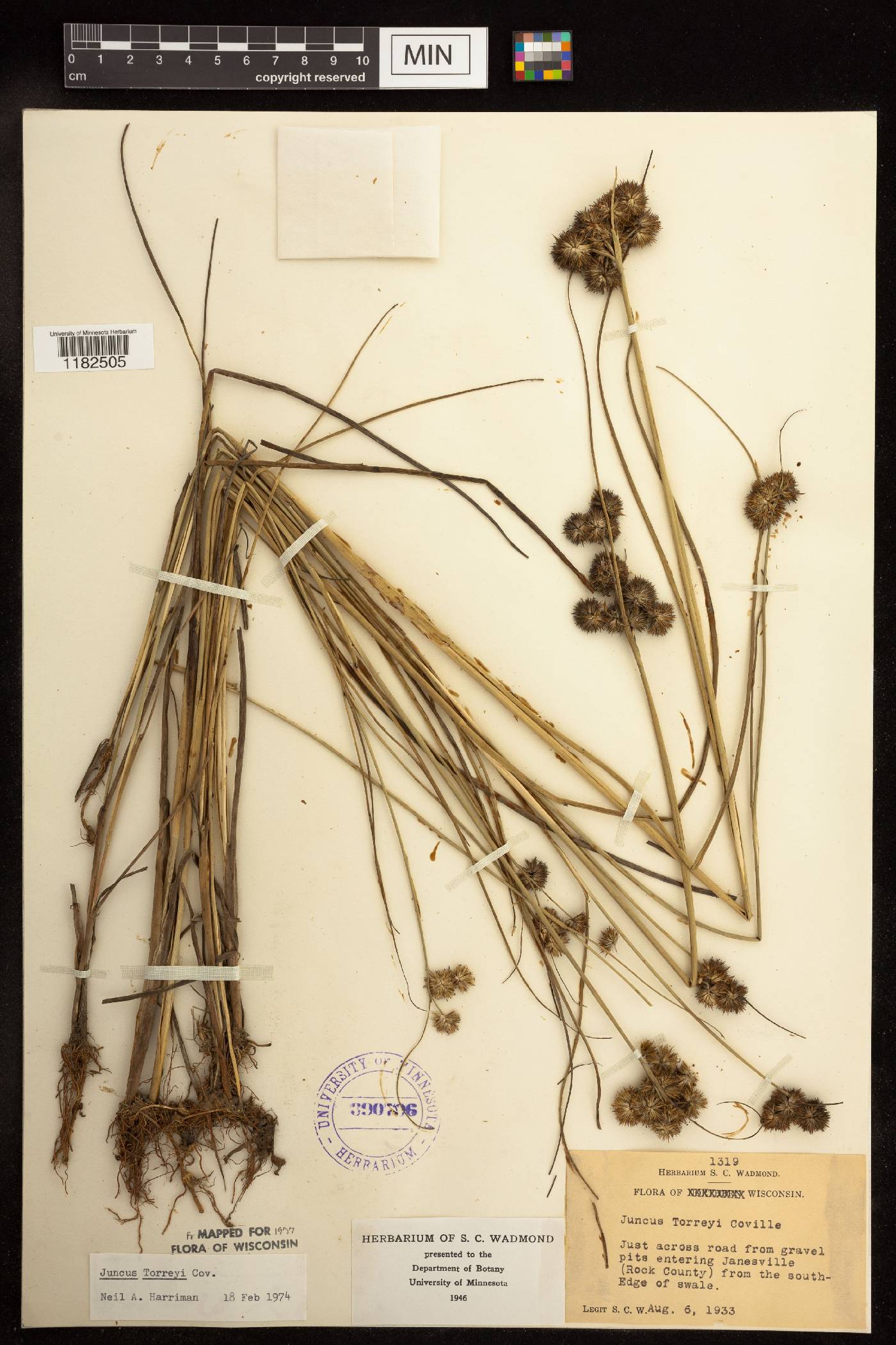 Juncus torreyi image