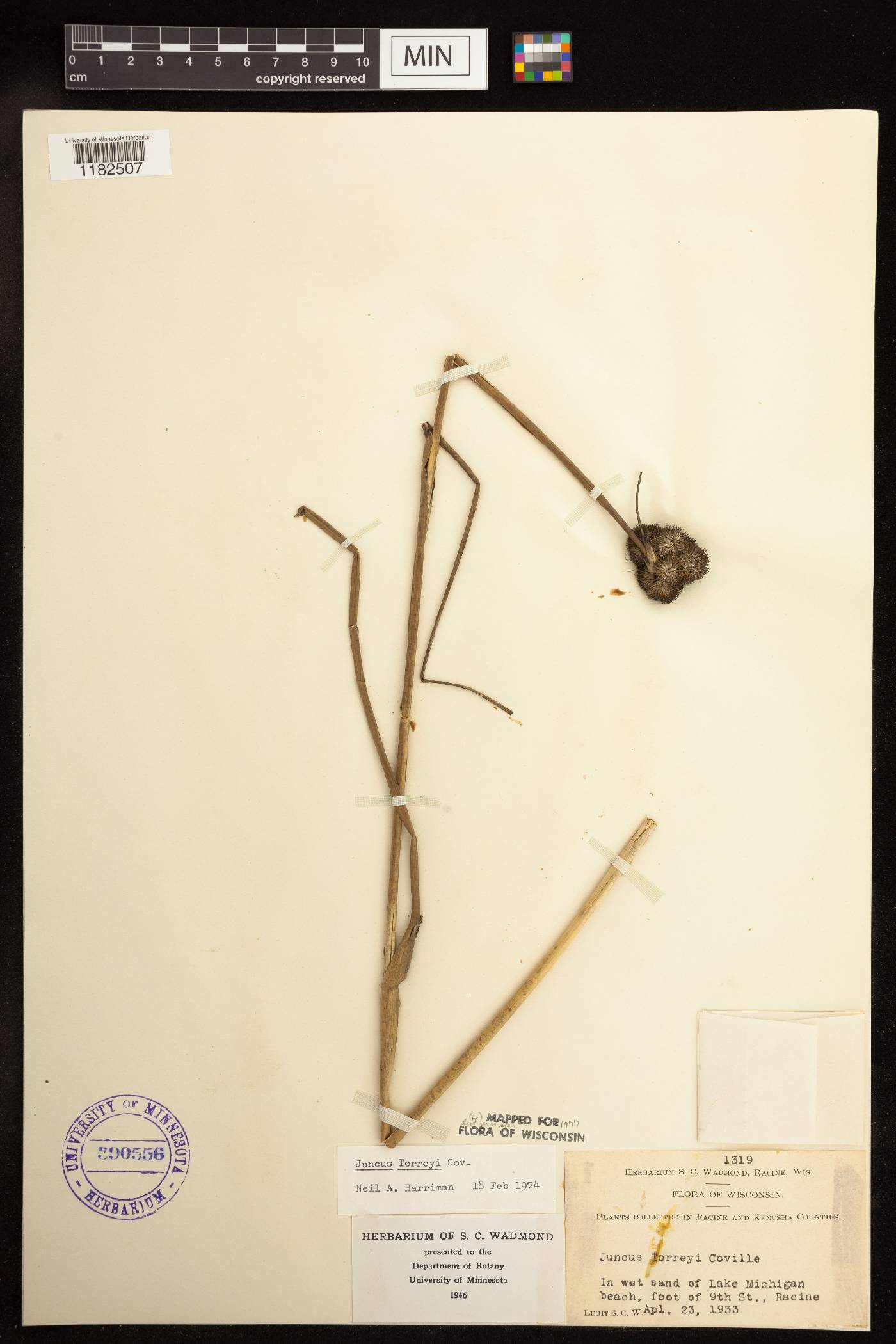 Juncus torreyi image