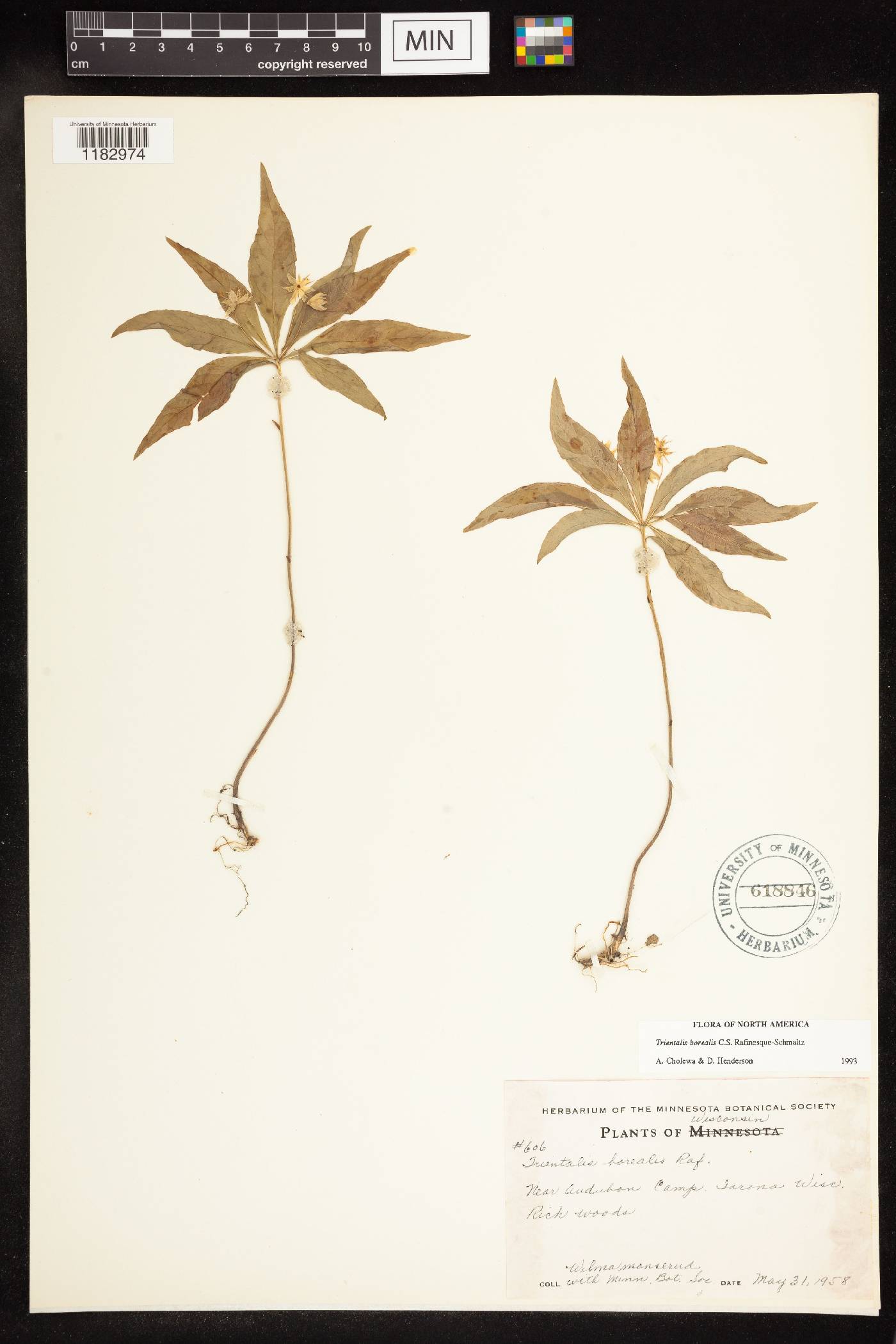 Trientalis borealis image