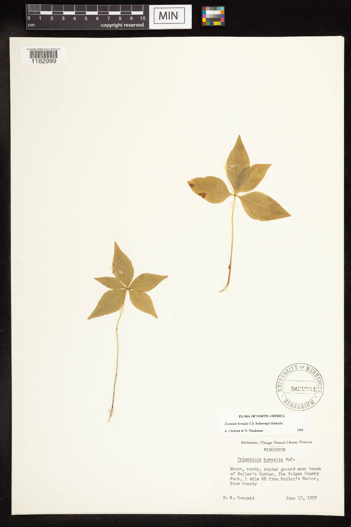 Trientalis borealis image