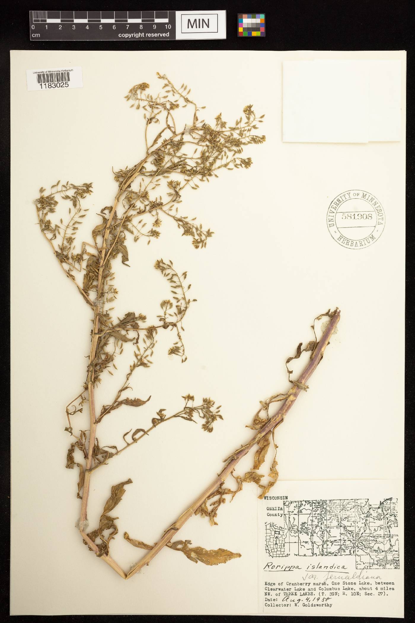 Rorippa palustris image